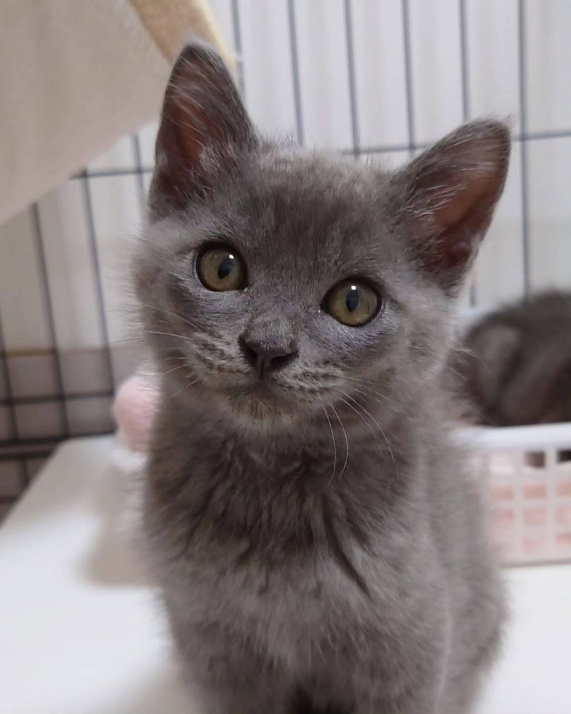 雑種（ミックス猫）・オスの里親募集の写真