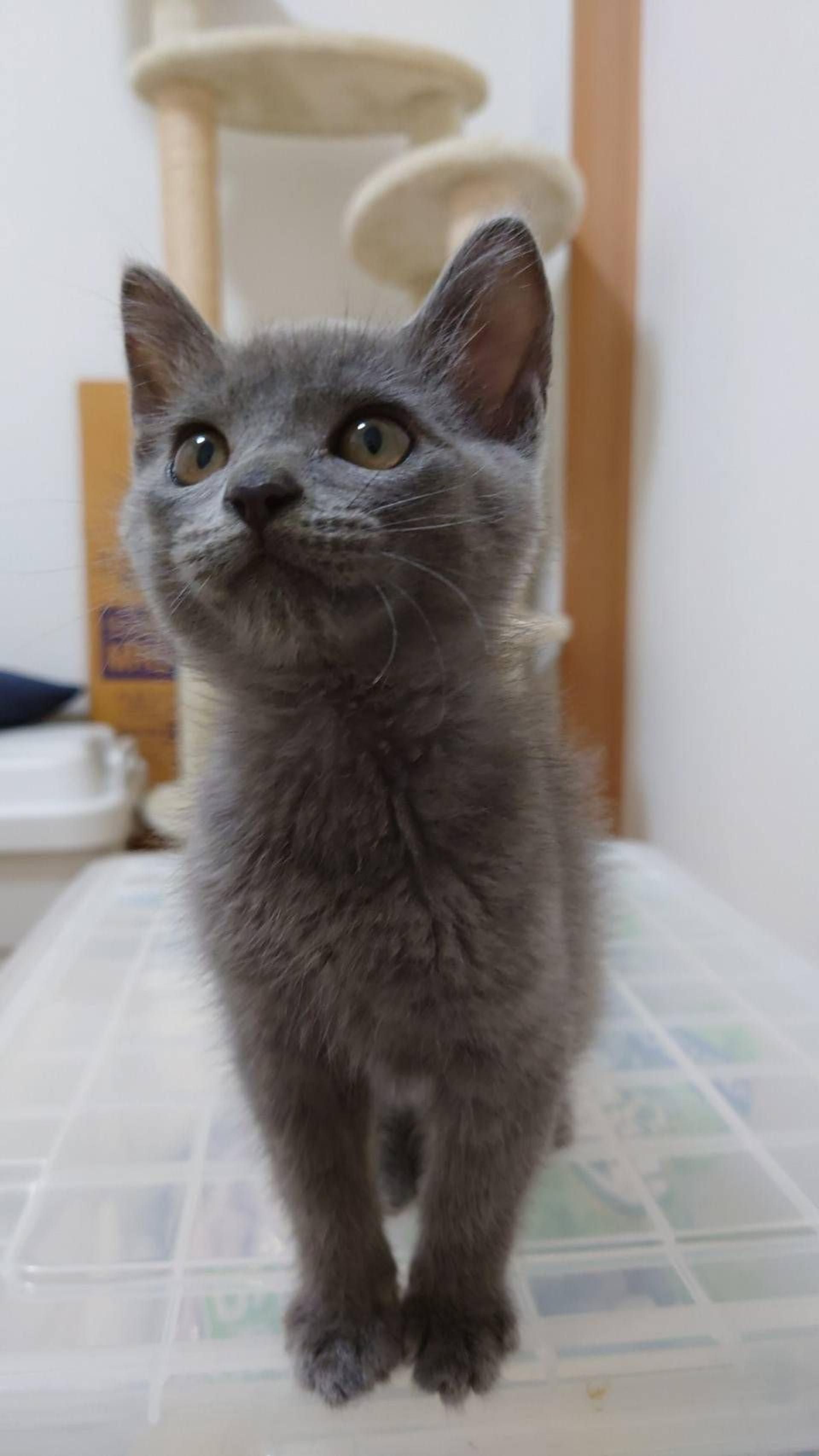 pet-image-5