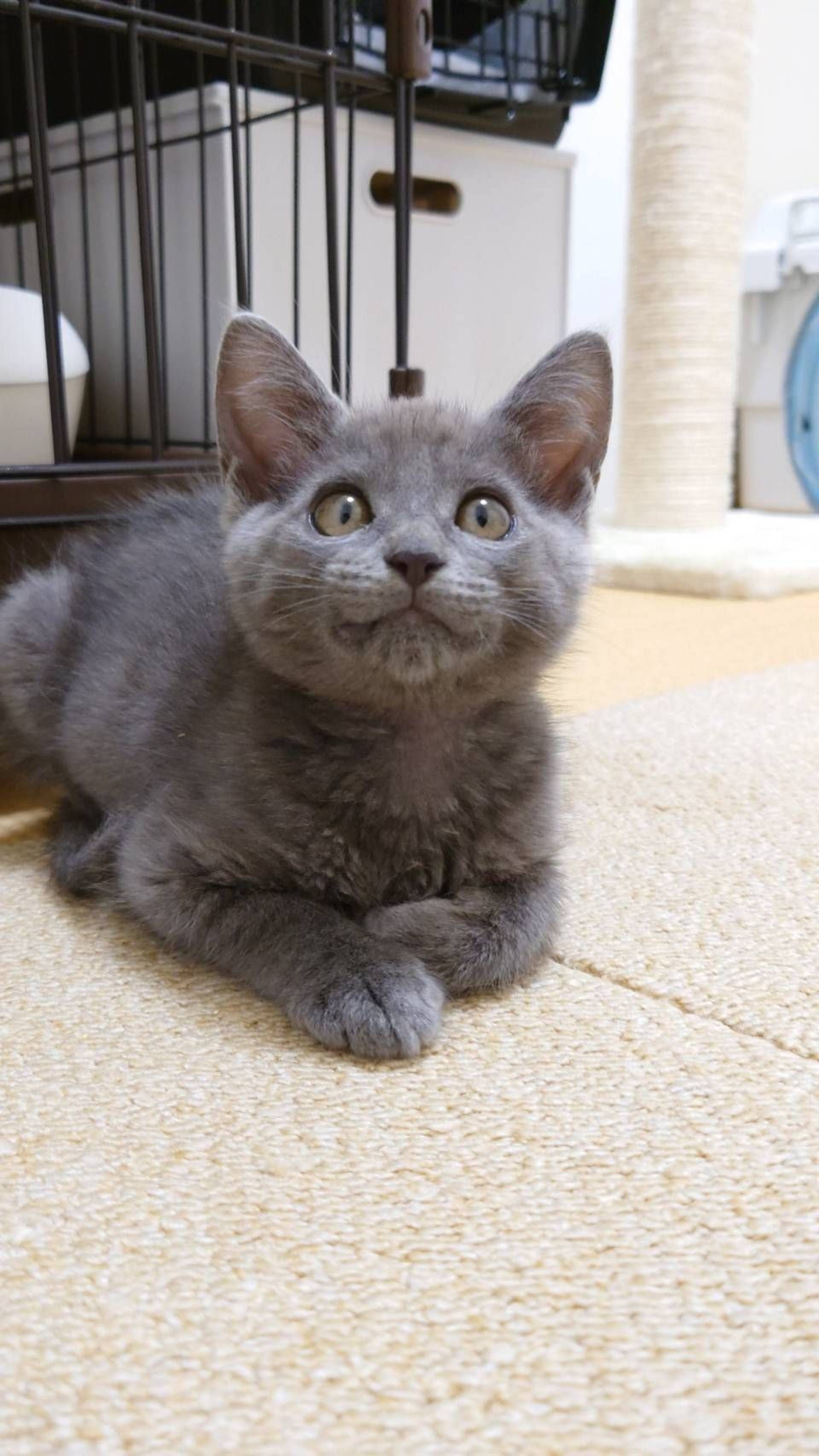 雑種（ミックス猫）・オスの里親募集の写真