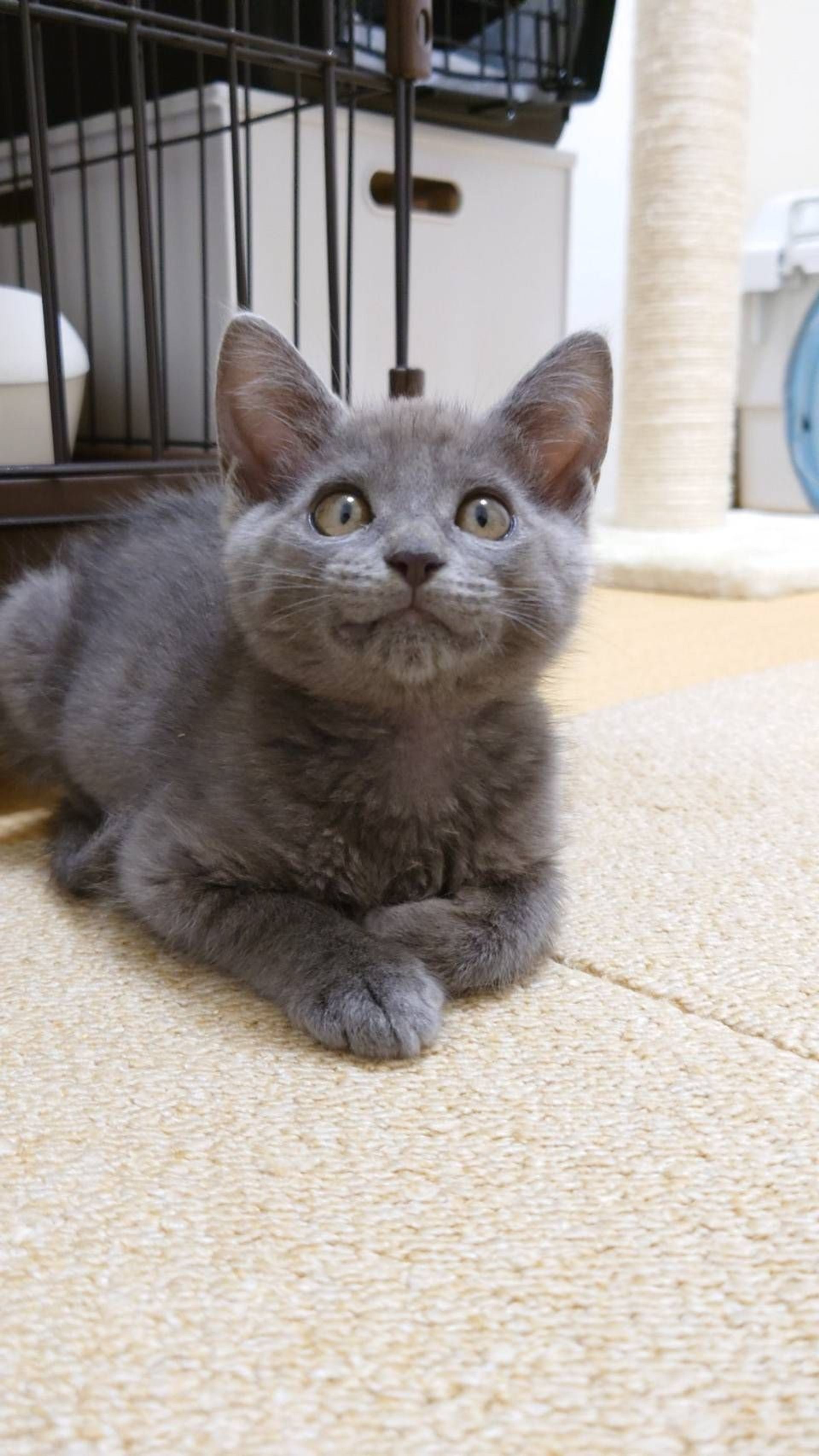 雑種（ミックス猫）・オスの里親募集の写真