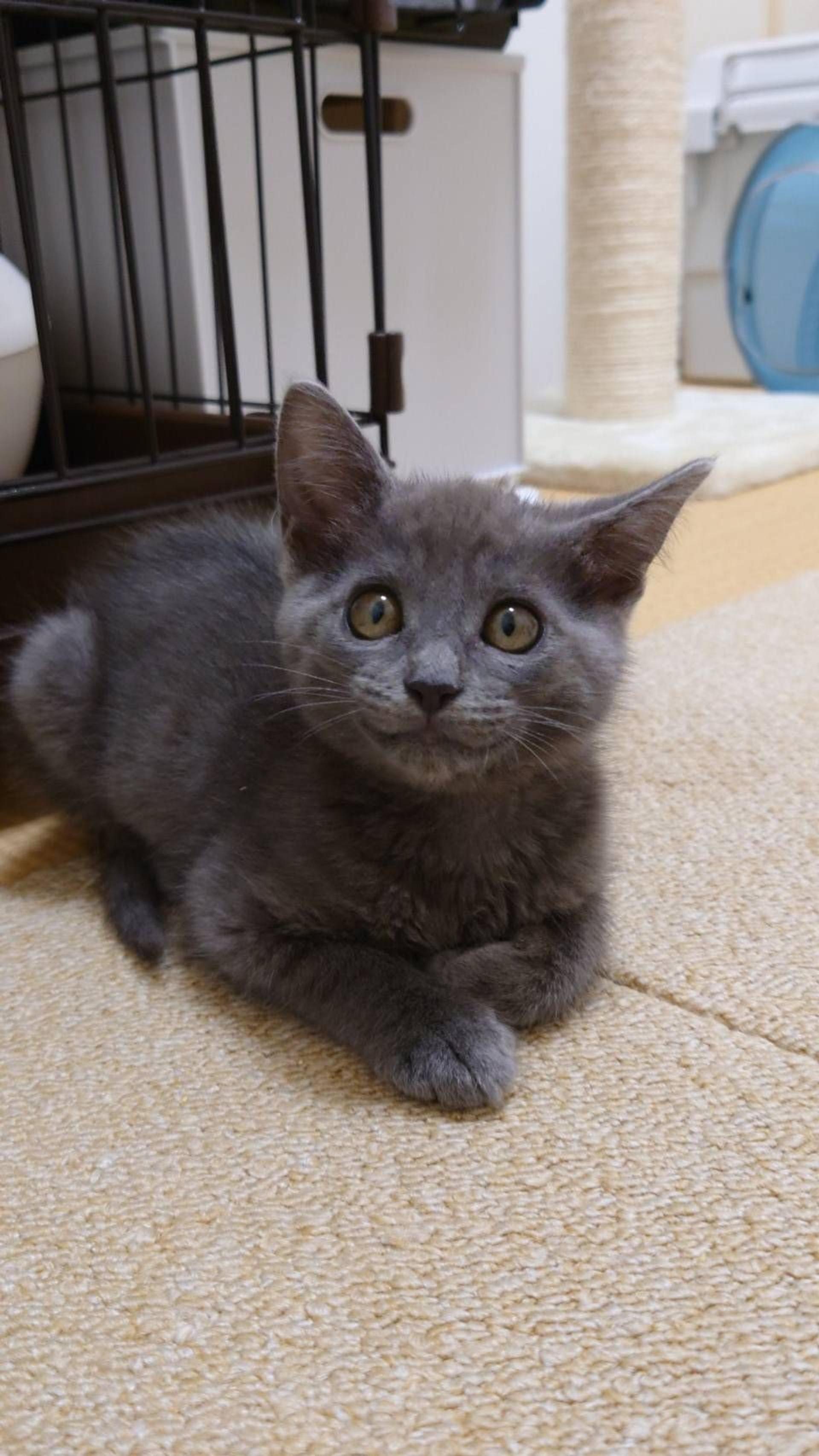 pet-image-2