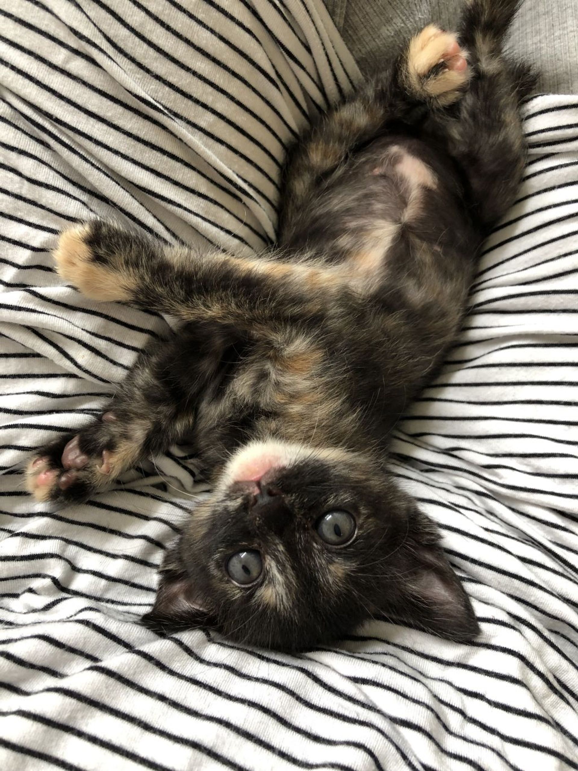雑種（ミックス猫）・メスの里親募集の写真