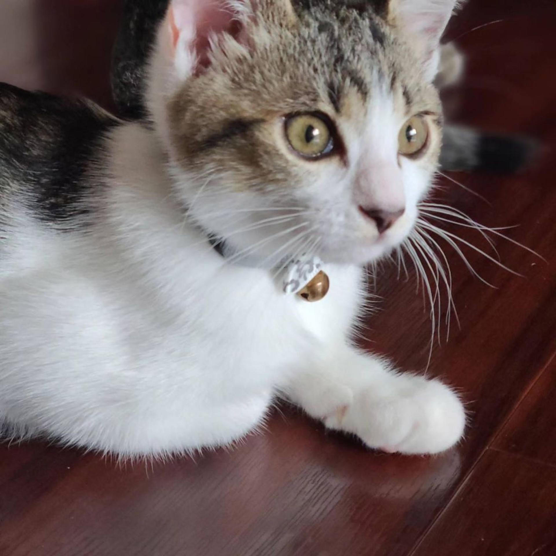 pet-image-4