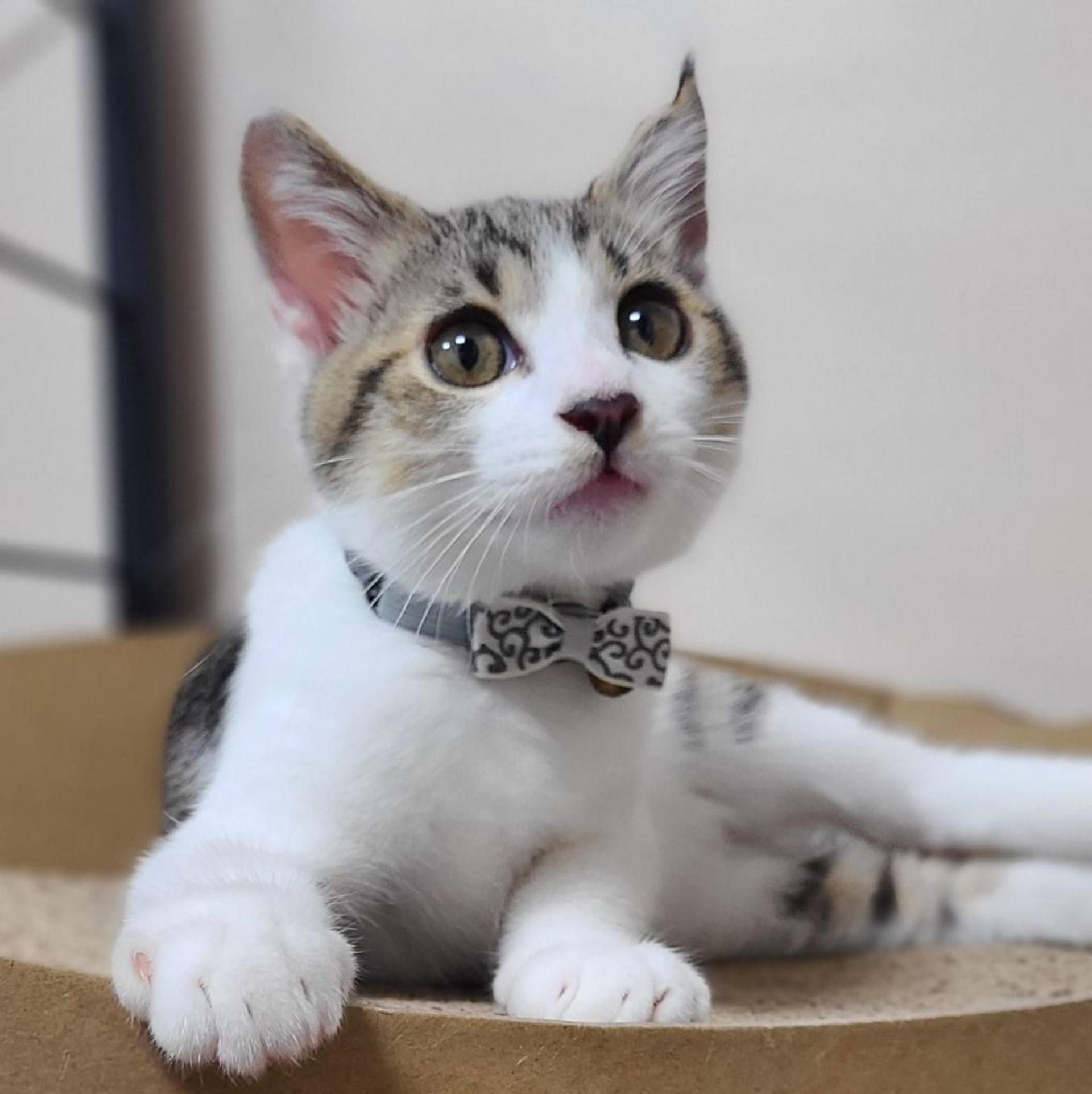 pet-image-5