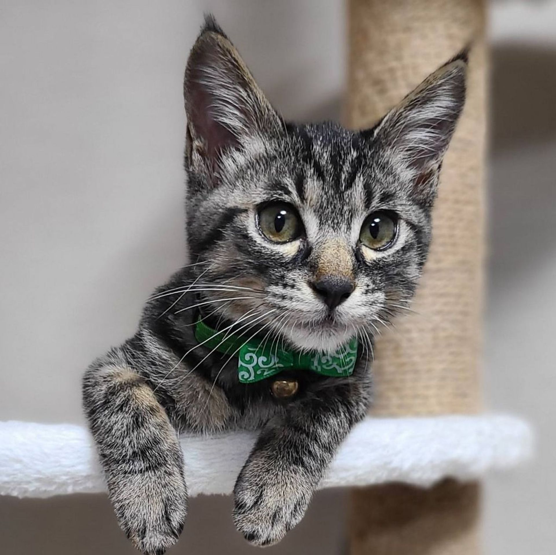 雑種（ミックス猫）・オスの里親募集の写真