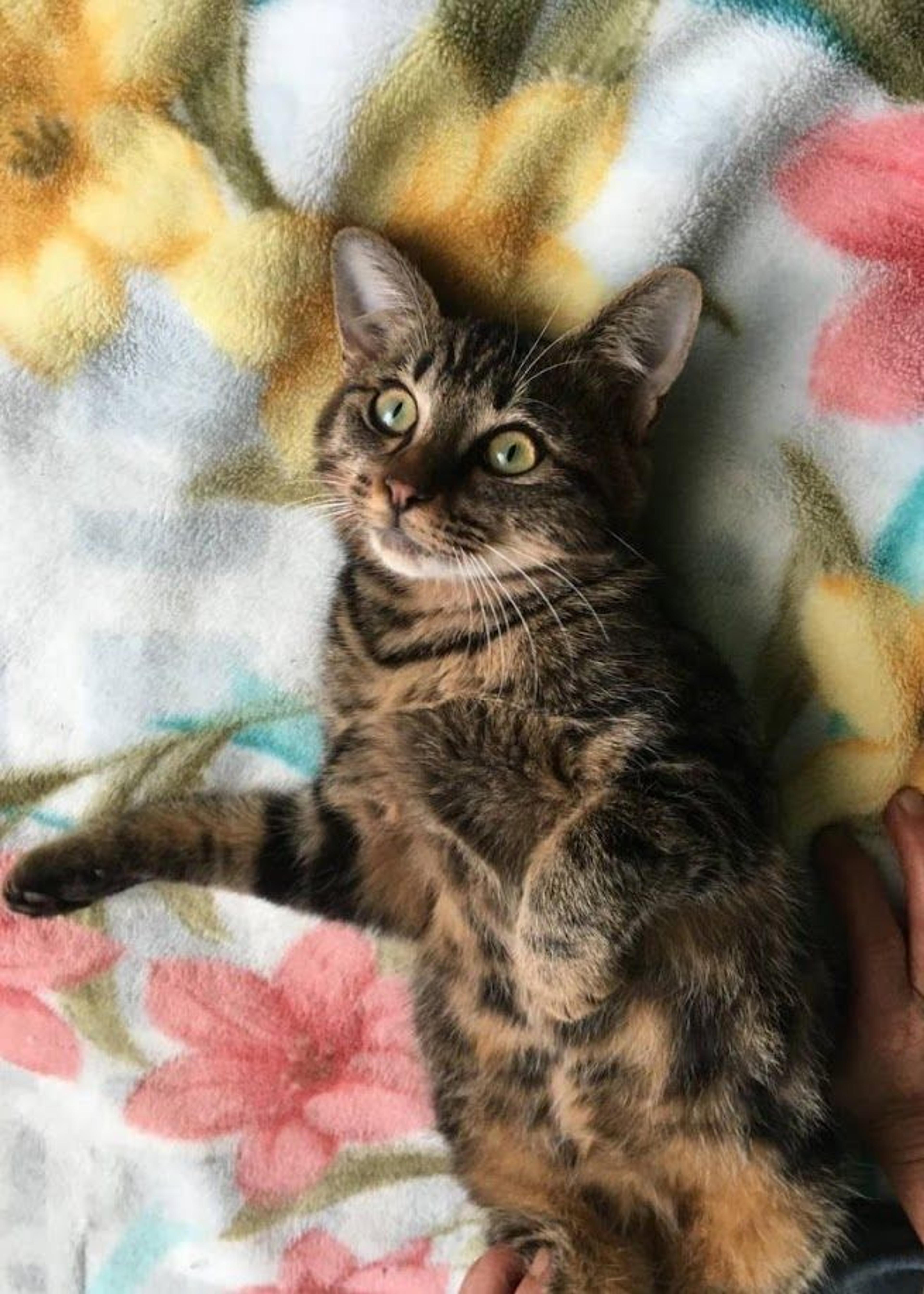 pet-image-3