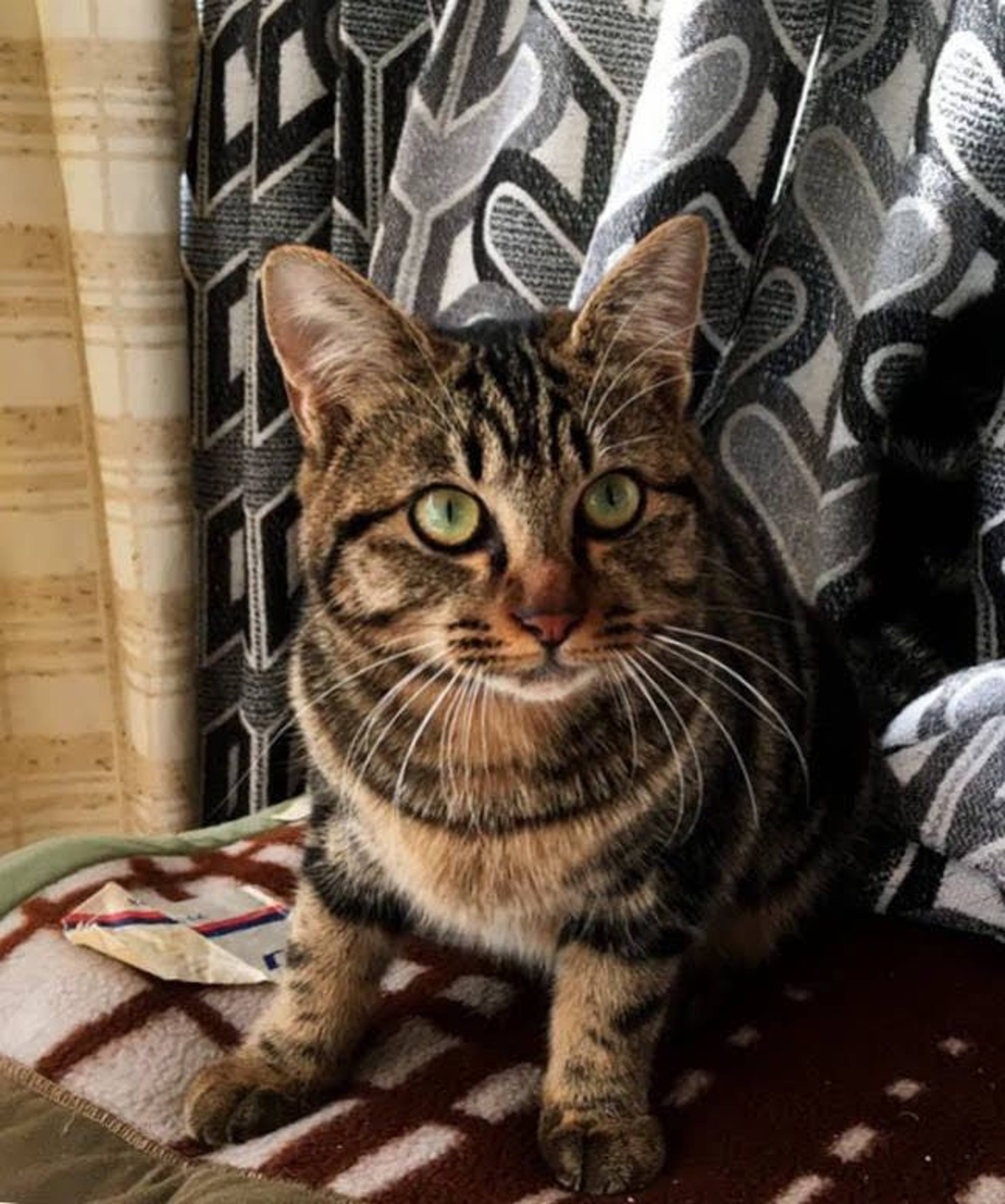 雑種（ミックス猫）・オスの里親募集の写真