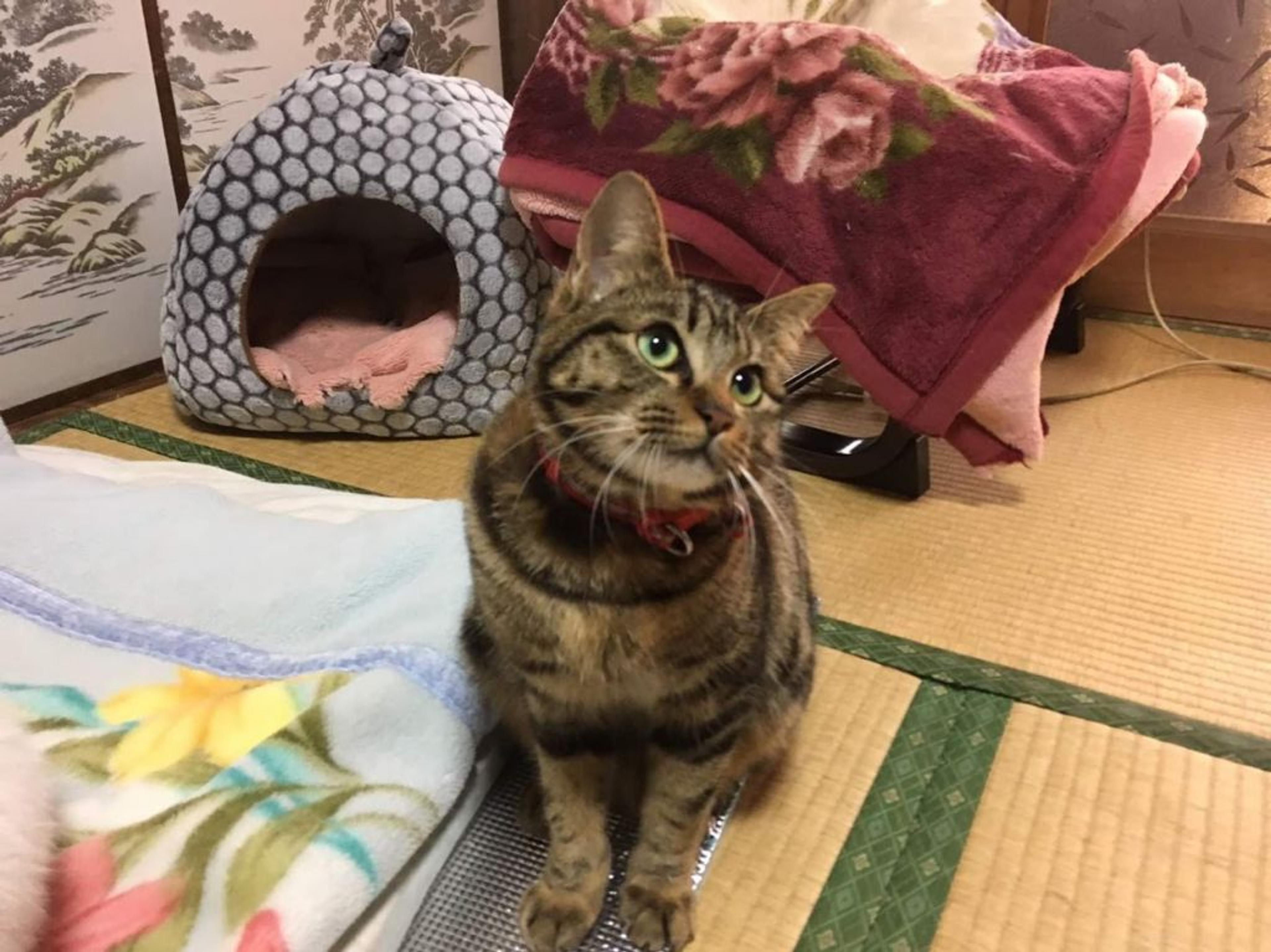 pet-image-2