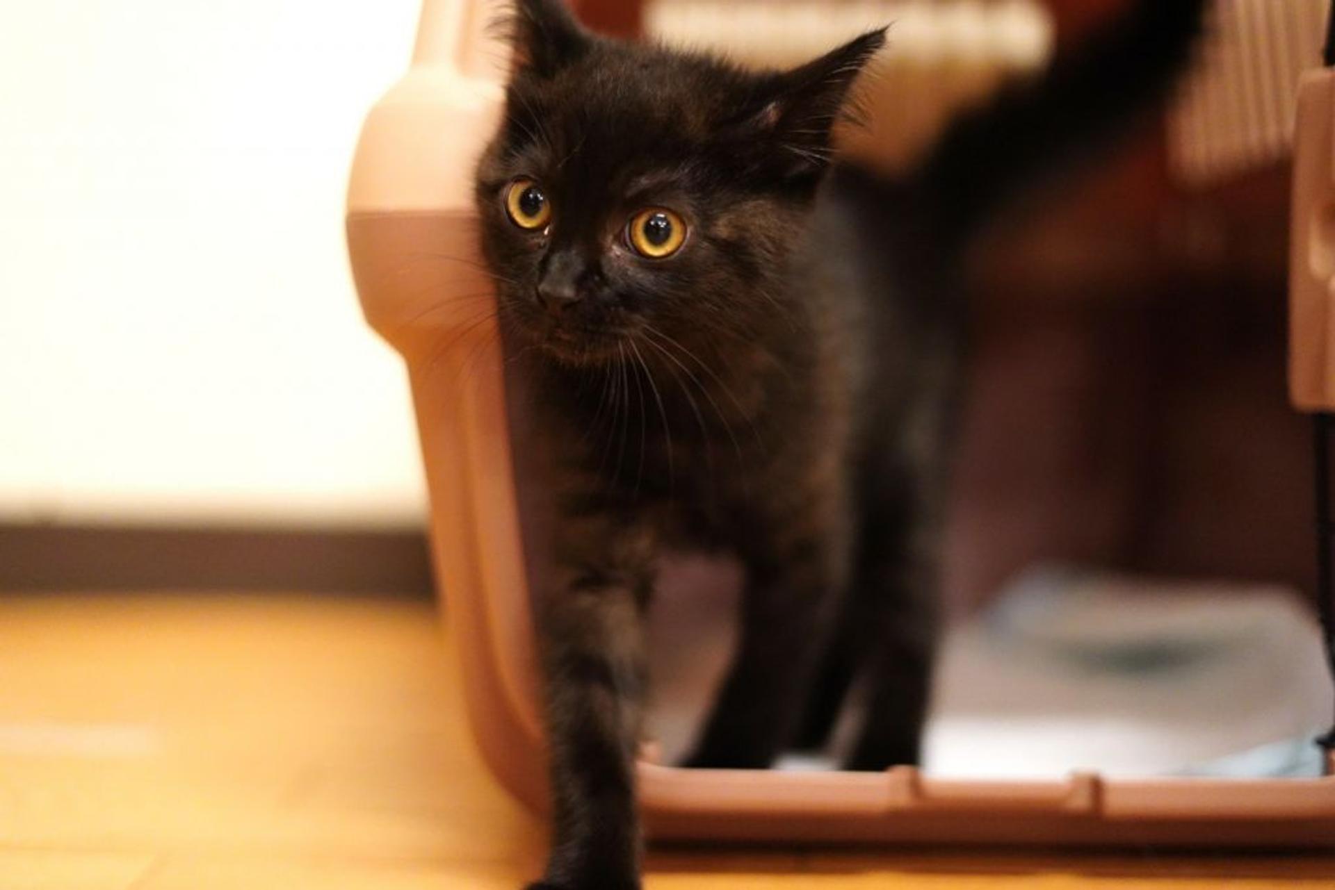pet-image-5