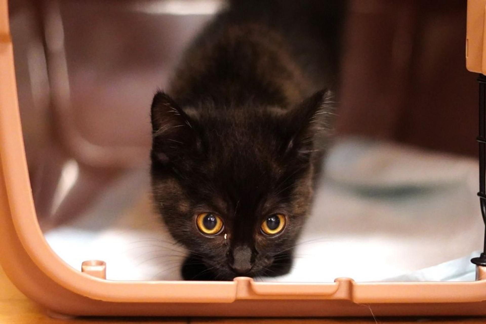 pet-image-7