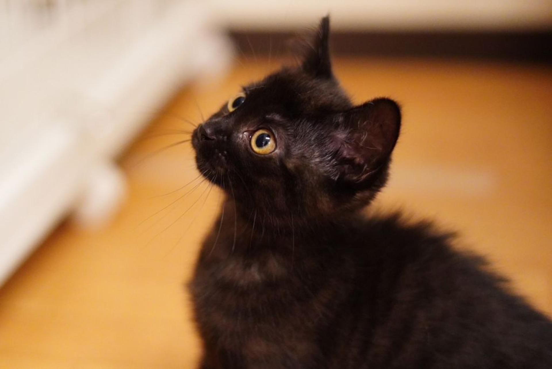 pet-image-8