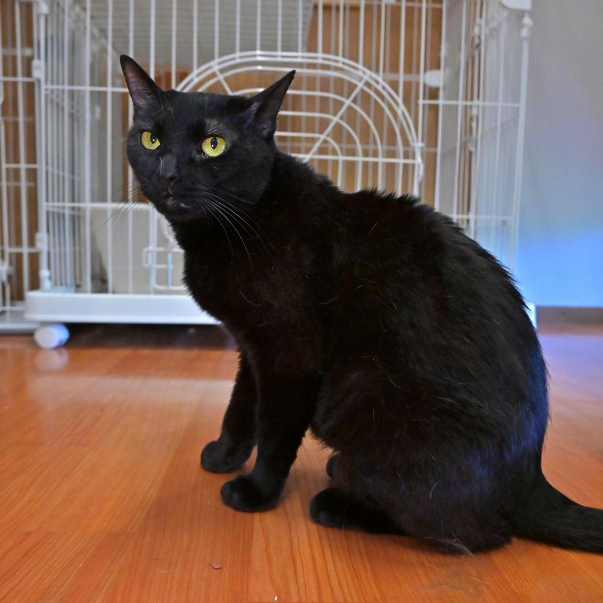 pet-image-2