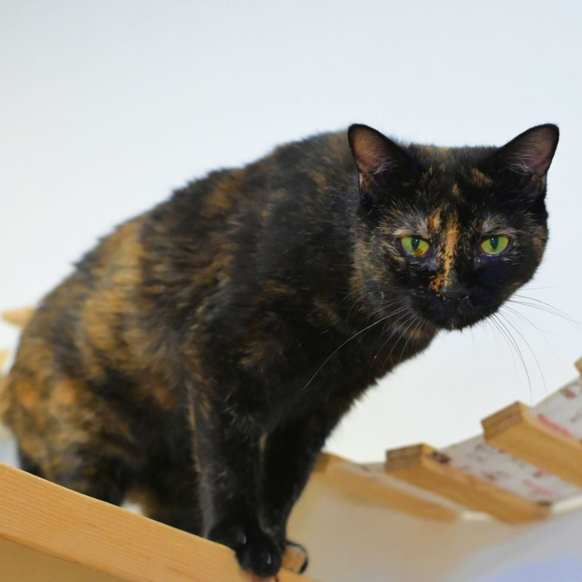 雑種（ミックス猫）・メスの里親募集の写真