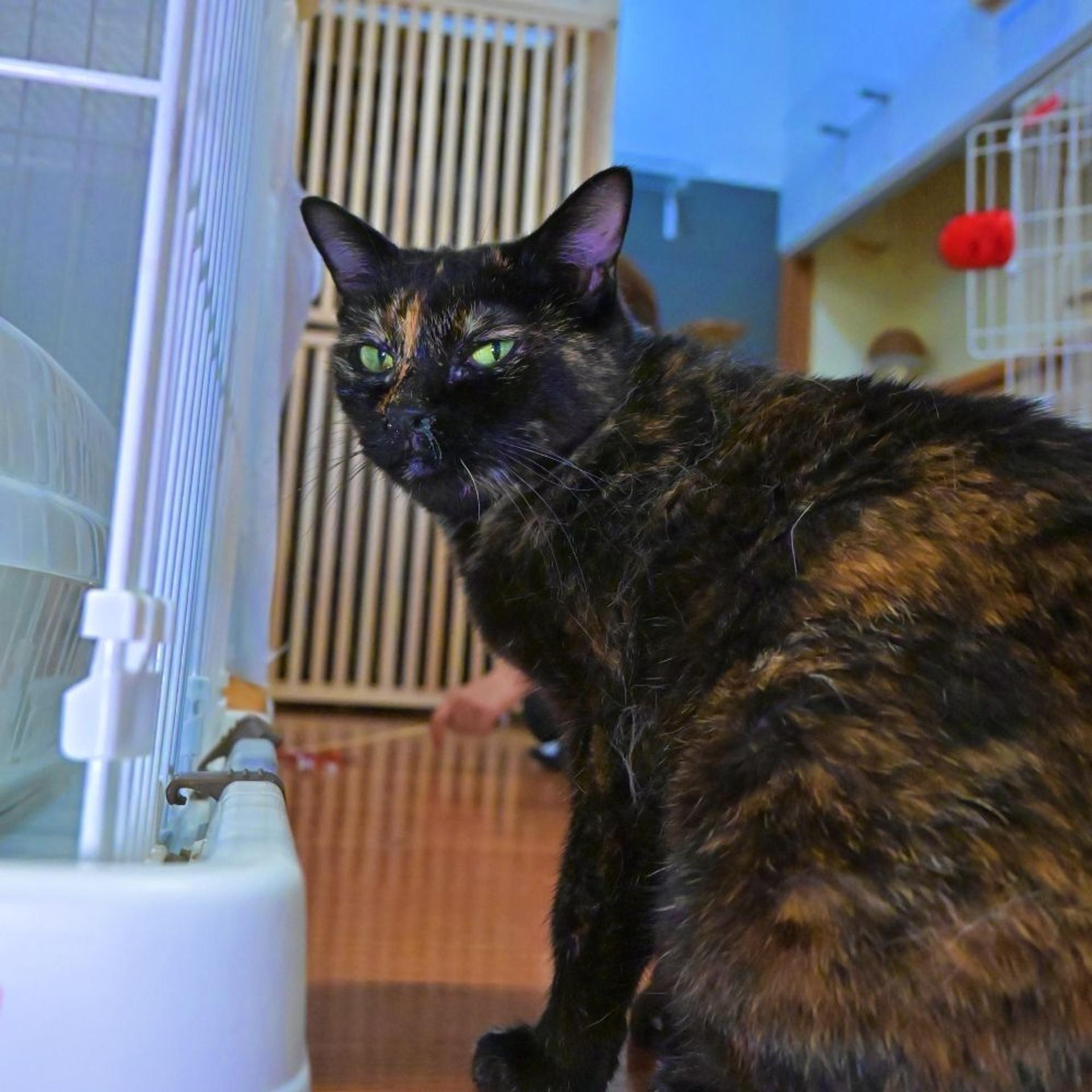 pet-image-3