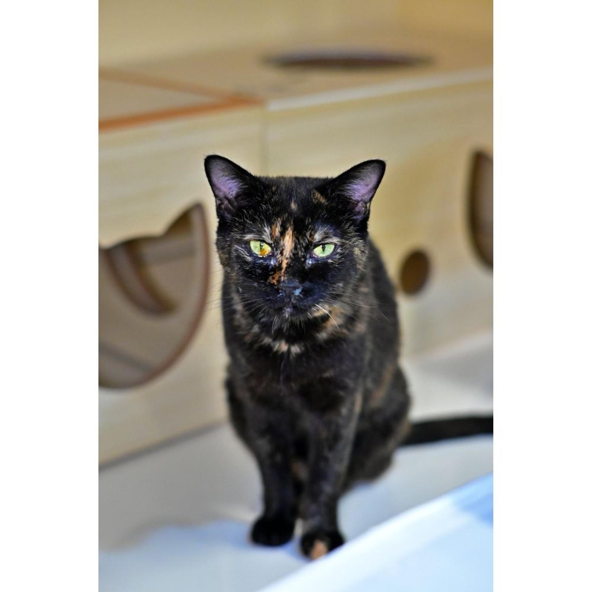 pet-image-4