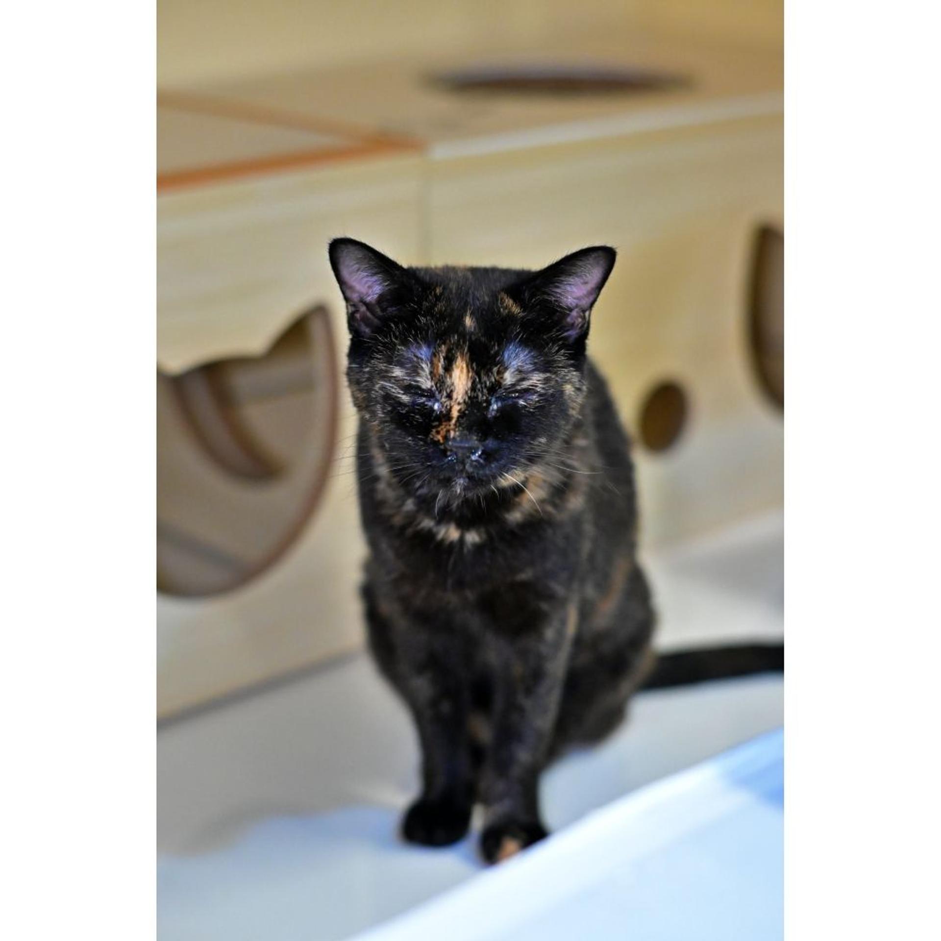 pet-image-5