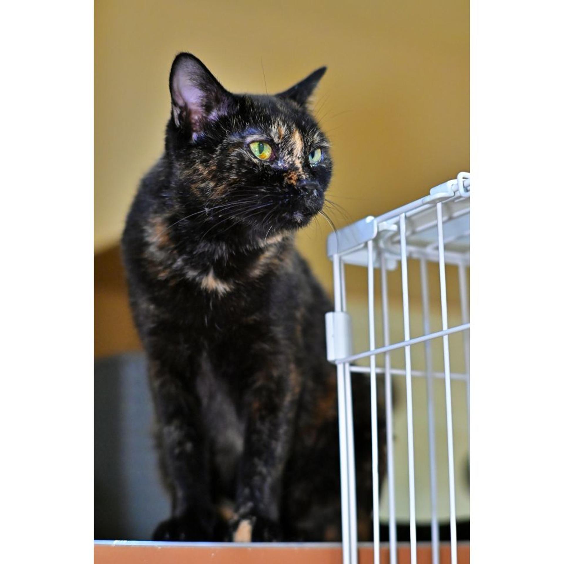 pet-image-6