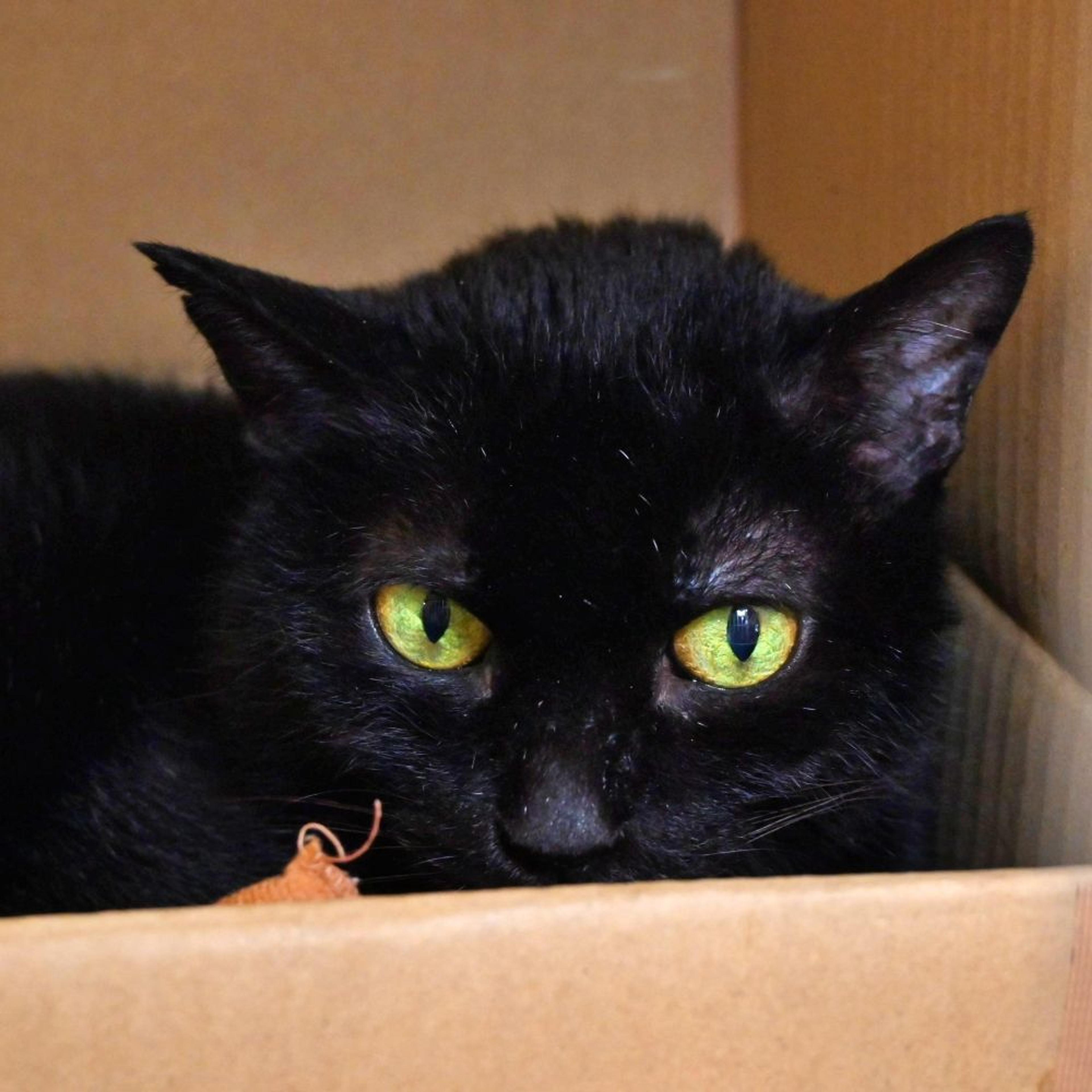 pet-image-2