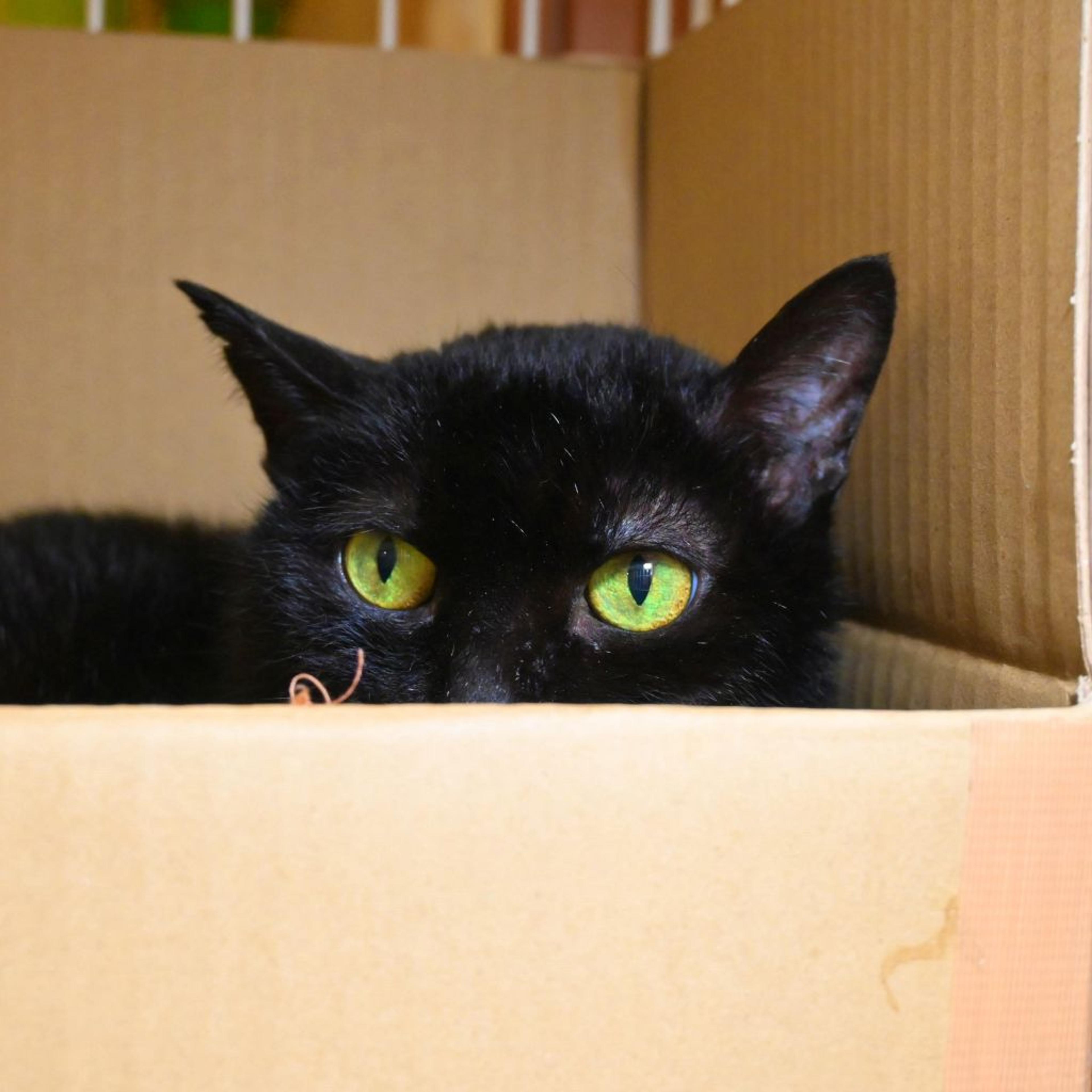 pet-image-3