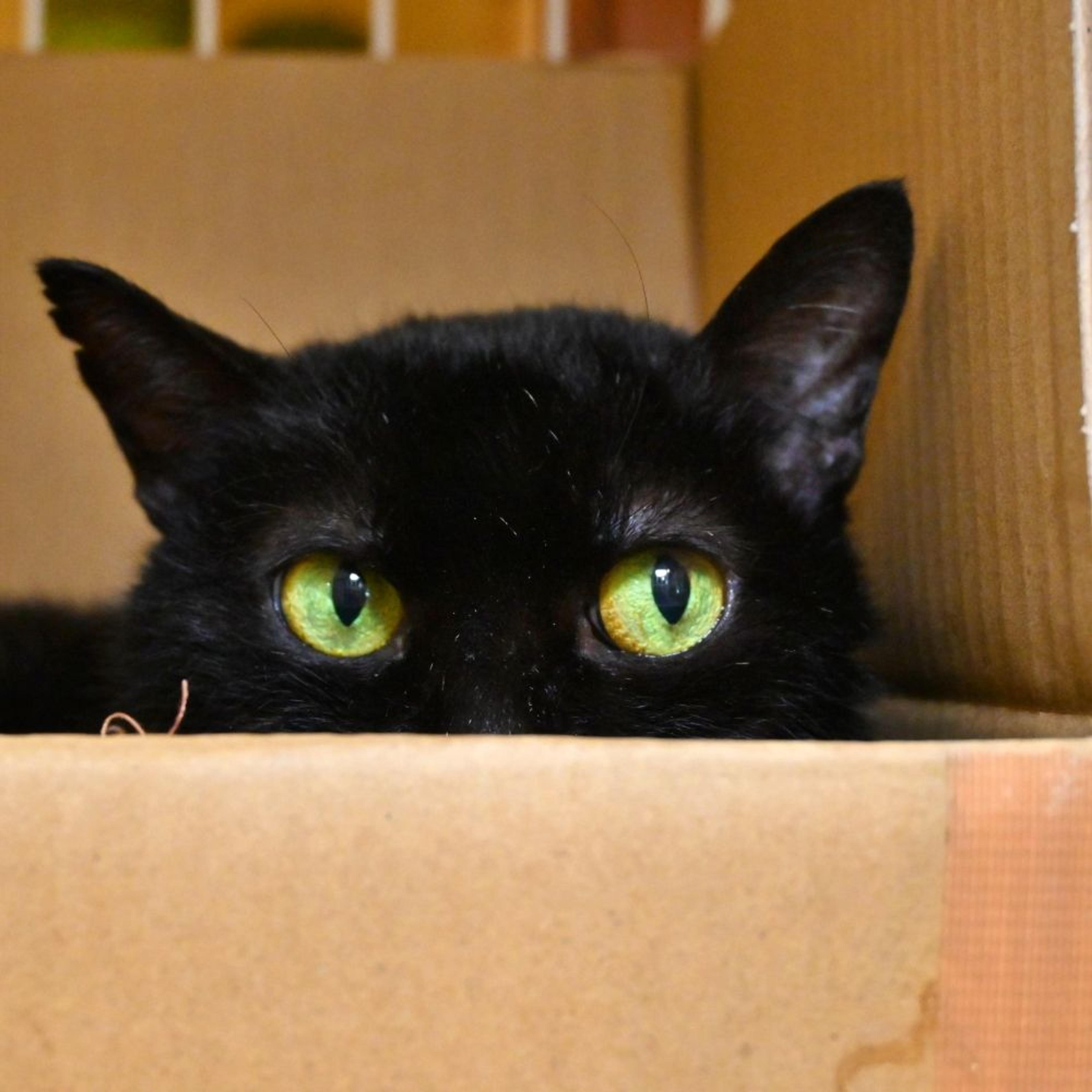 pet-image-4