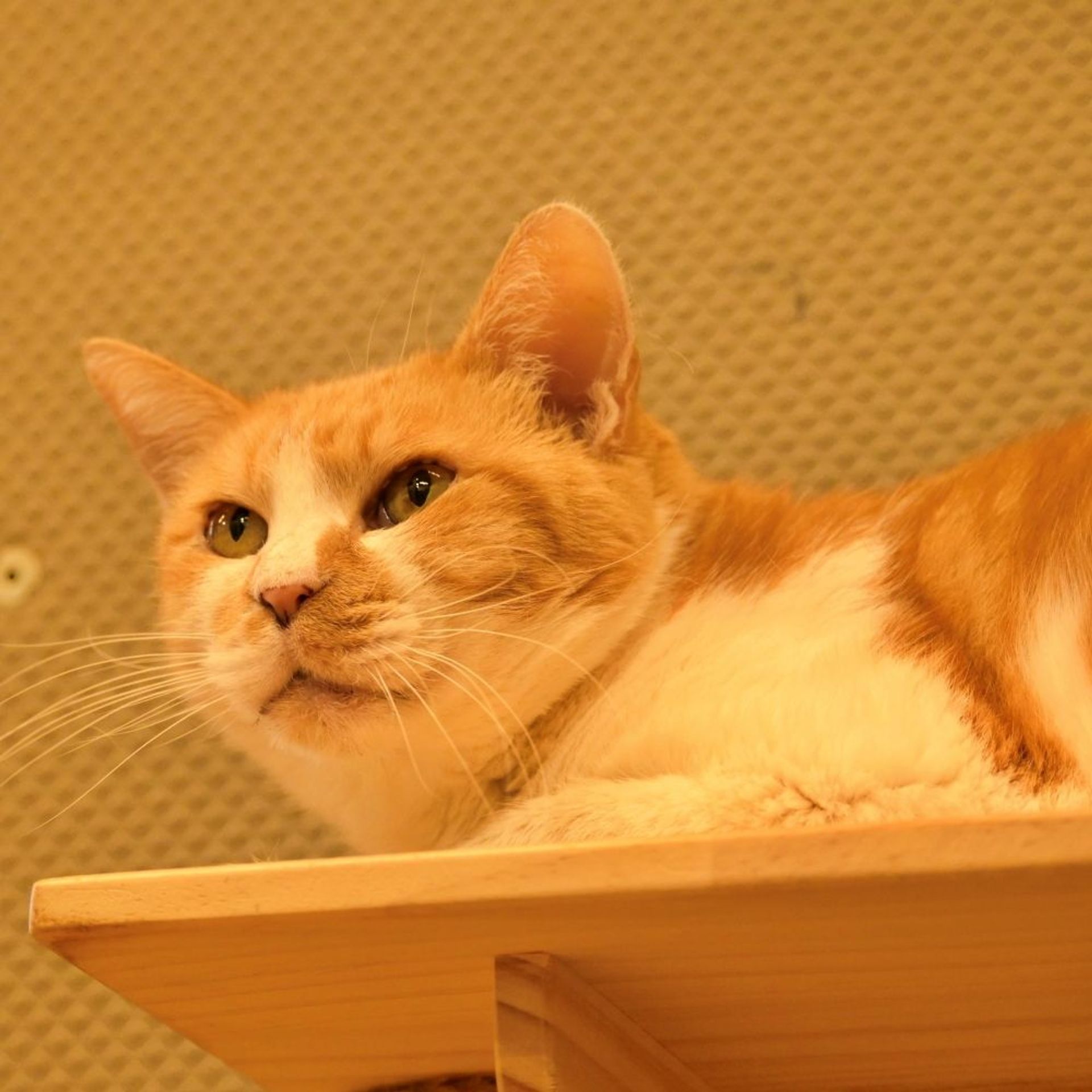 雑種（ミックス猫）・メスの里親募集の写真