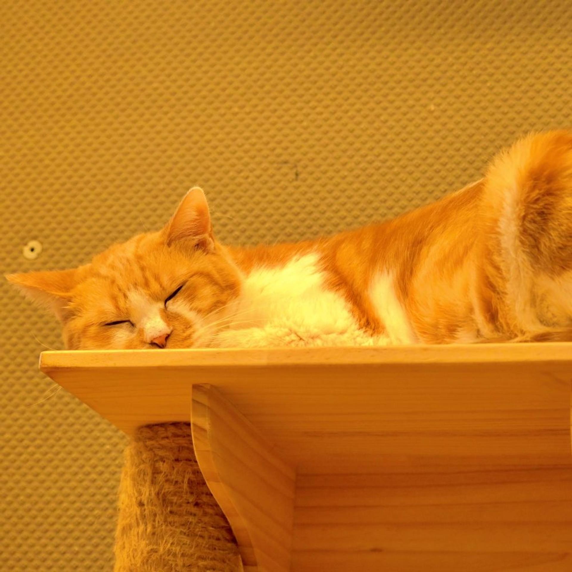 pet-image-4