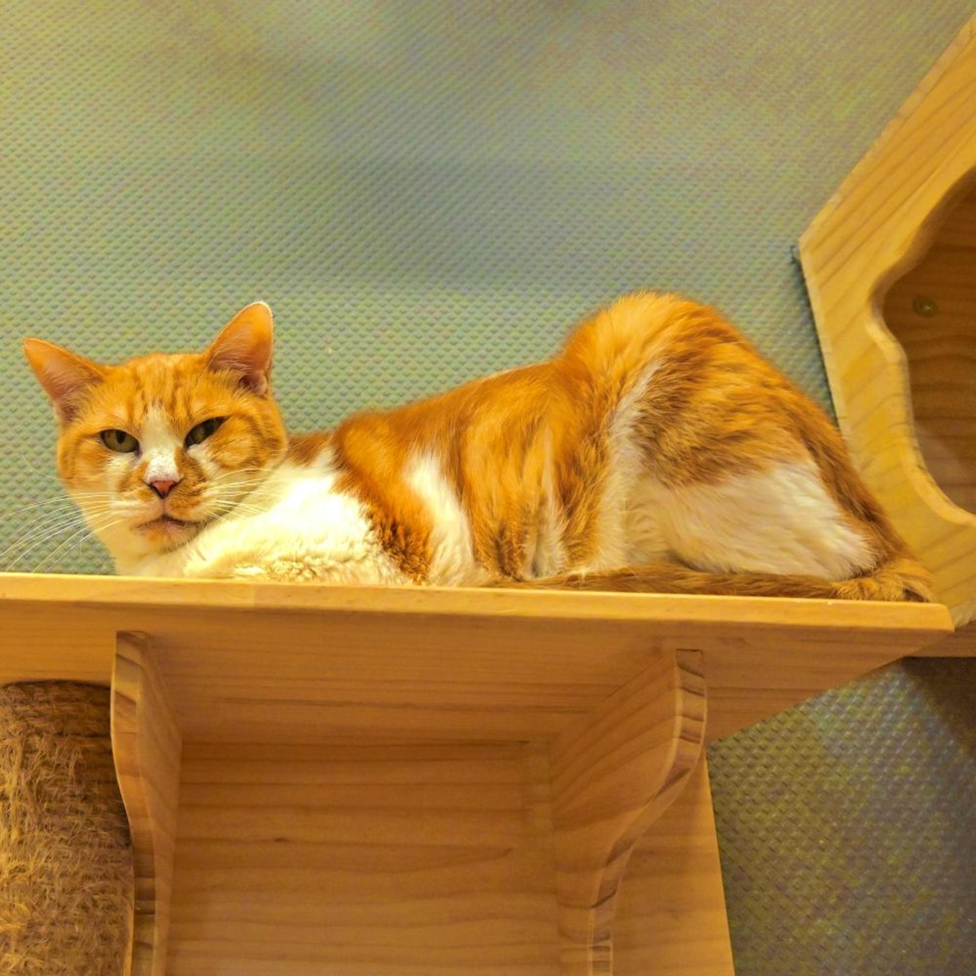 pet-image-5