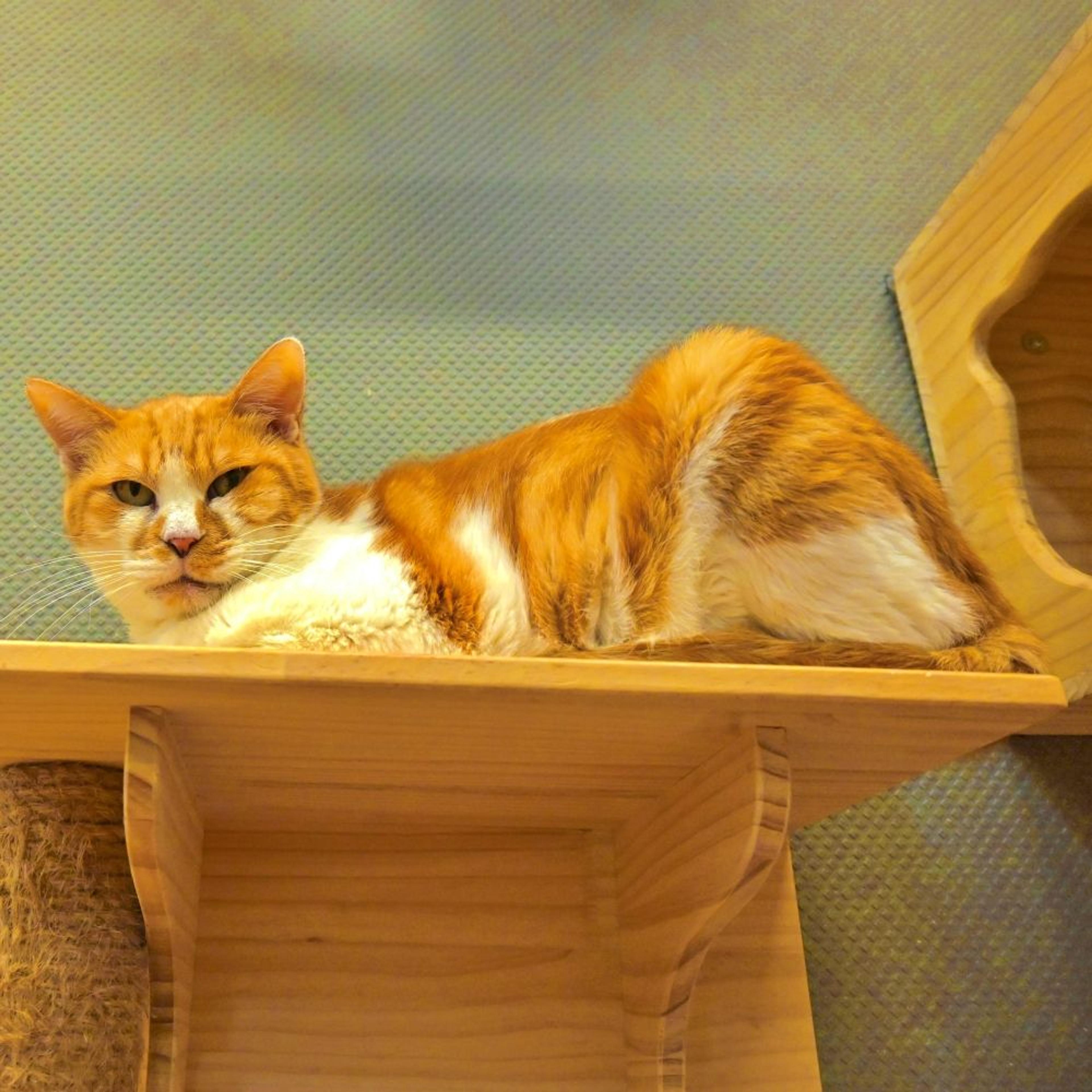 pet-image-5