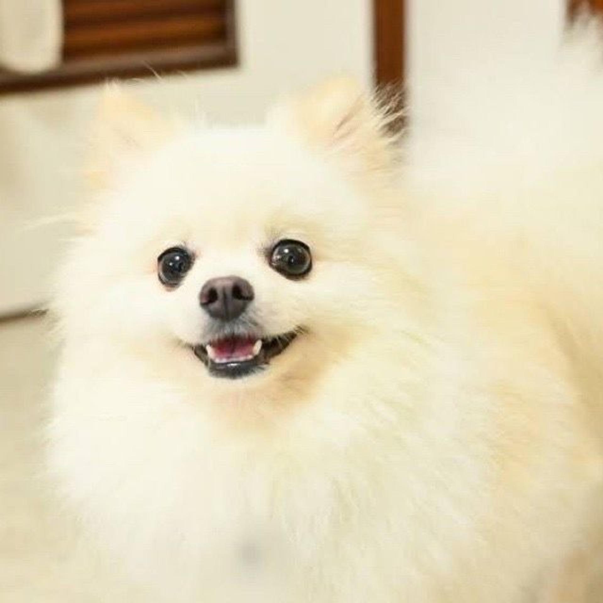 pet-image-2