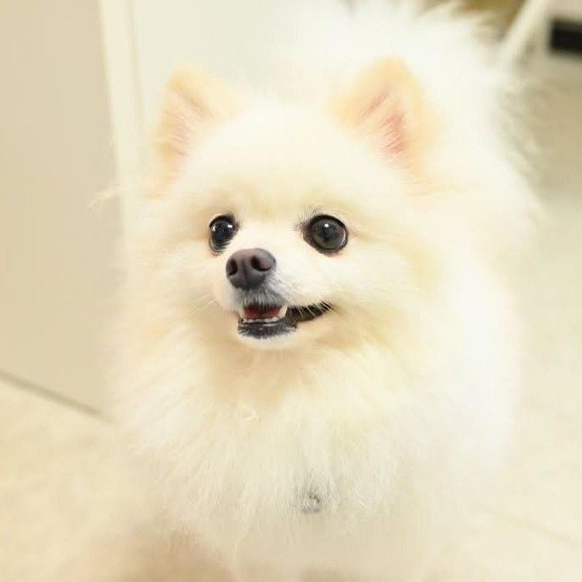 pet-image-3
