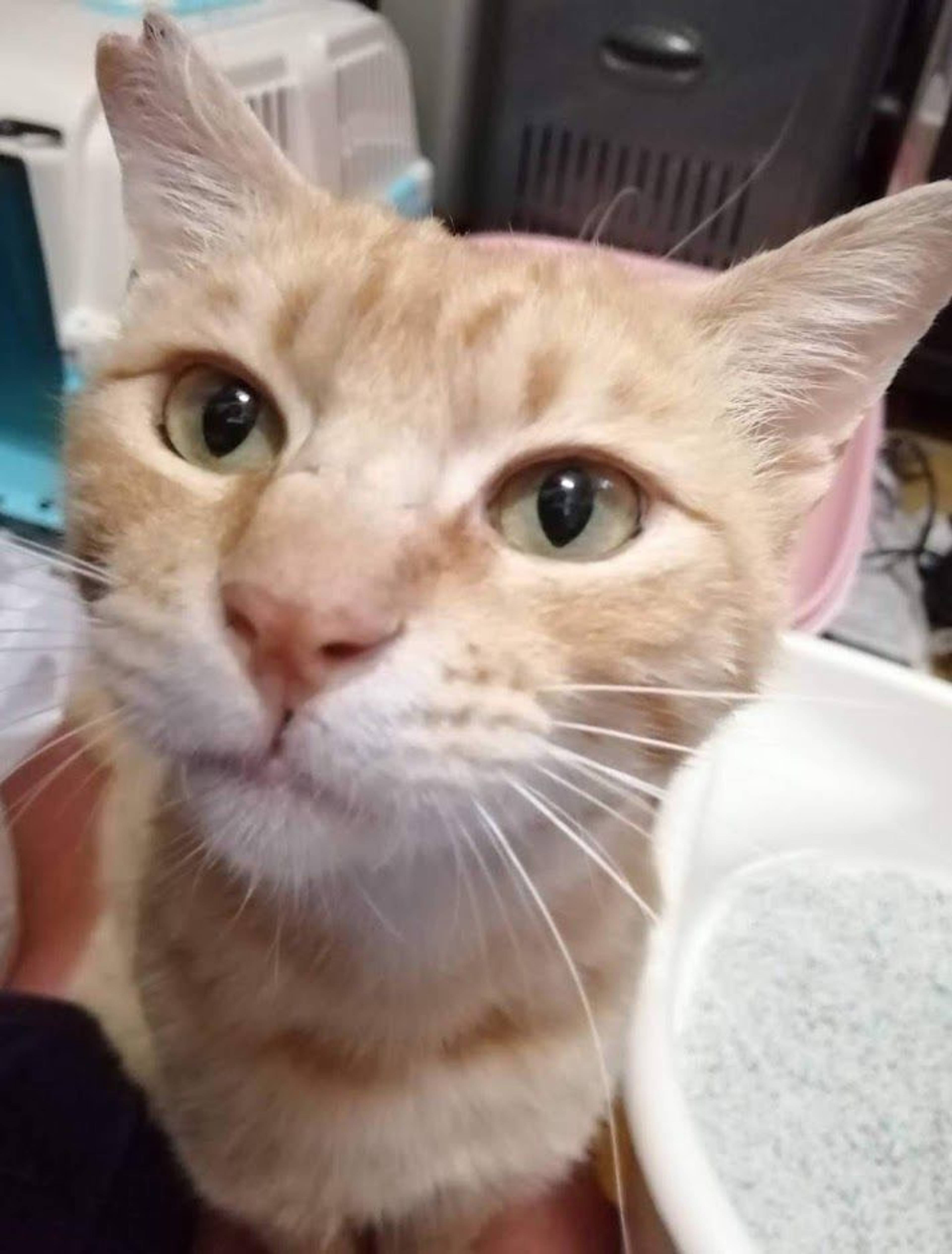 雑種（ミックス猫）・オスの里親募集の写真