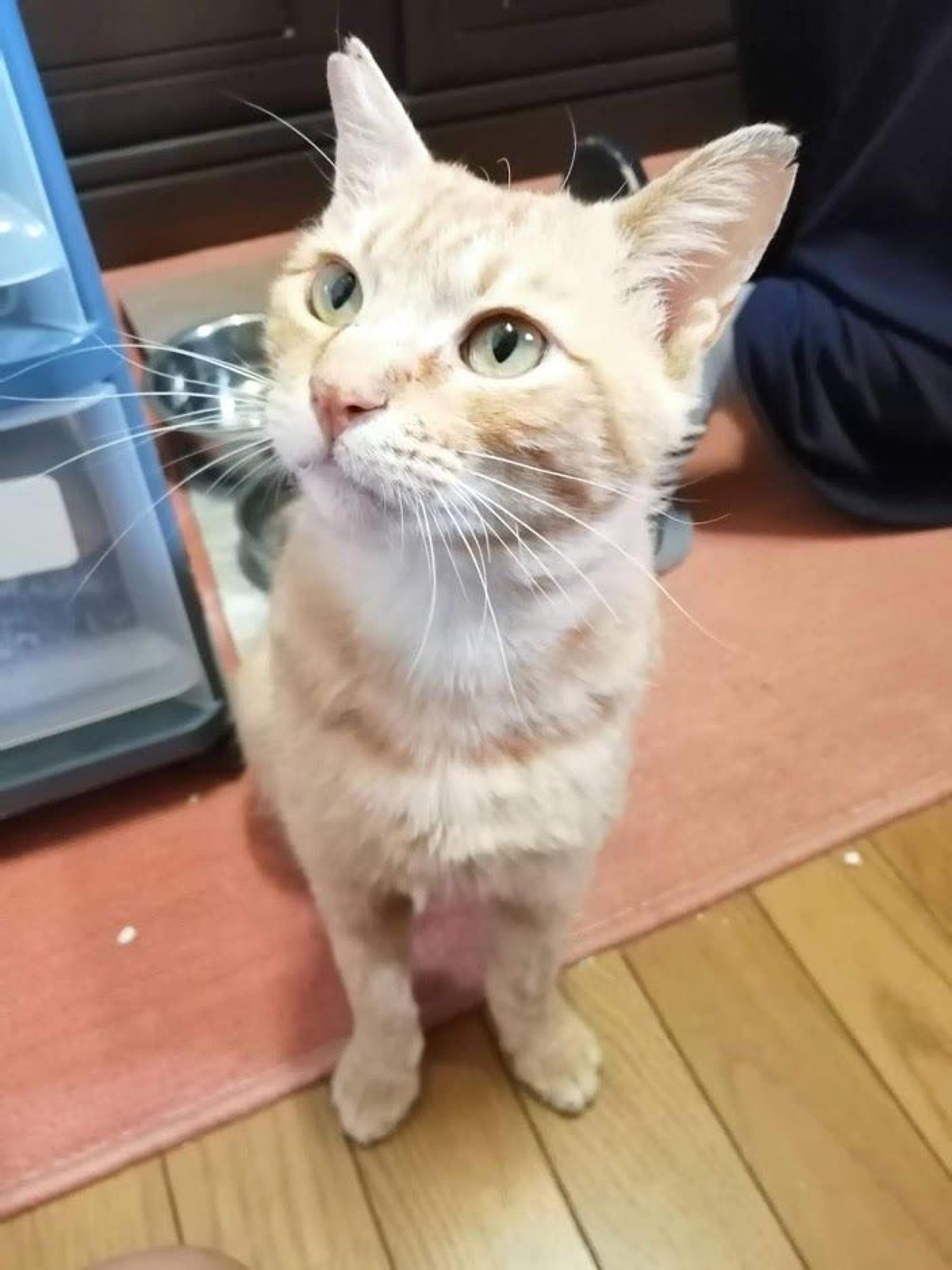 pet-image-2