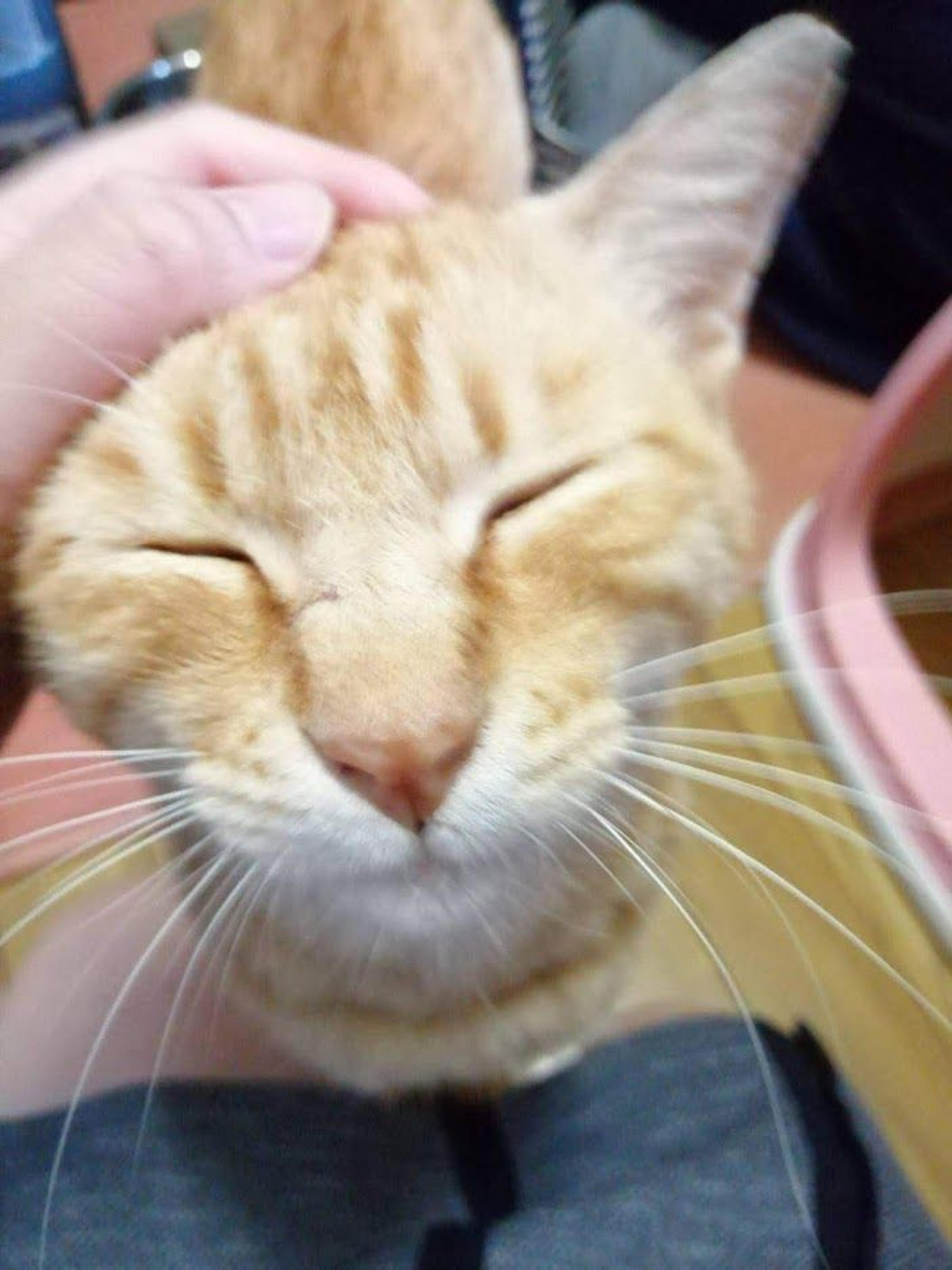 pet-image-3