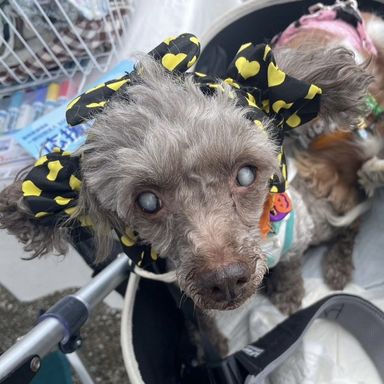 トイプードル・メスの里親募集の写真