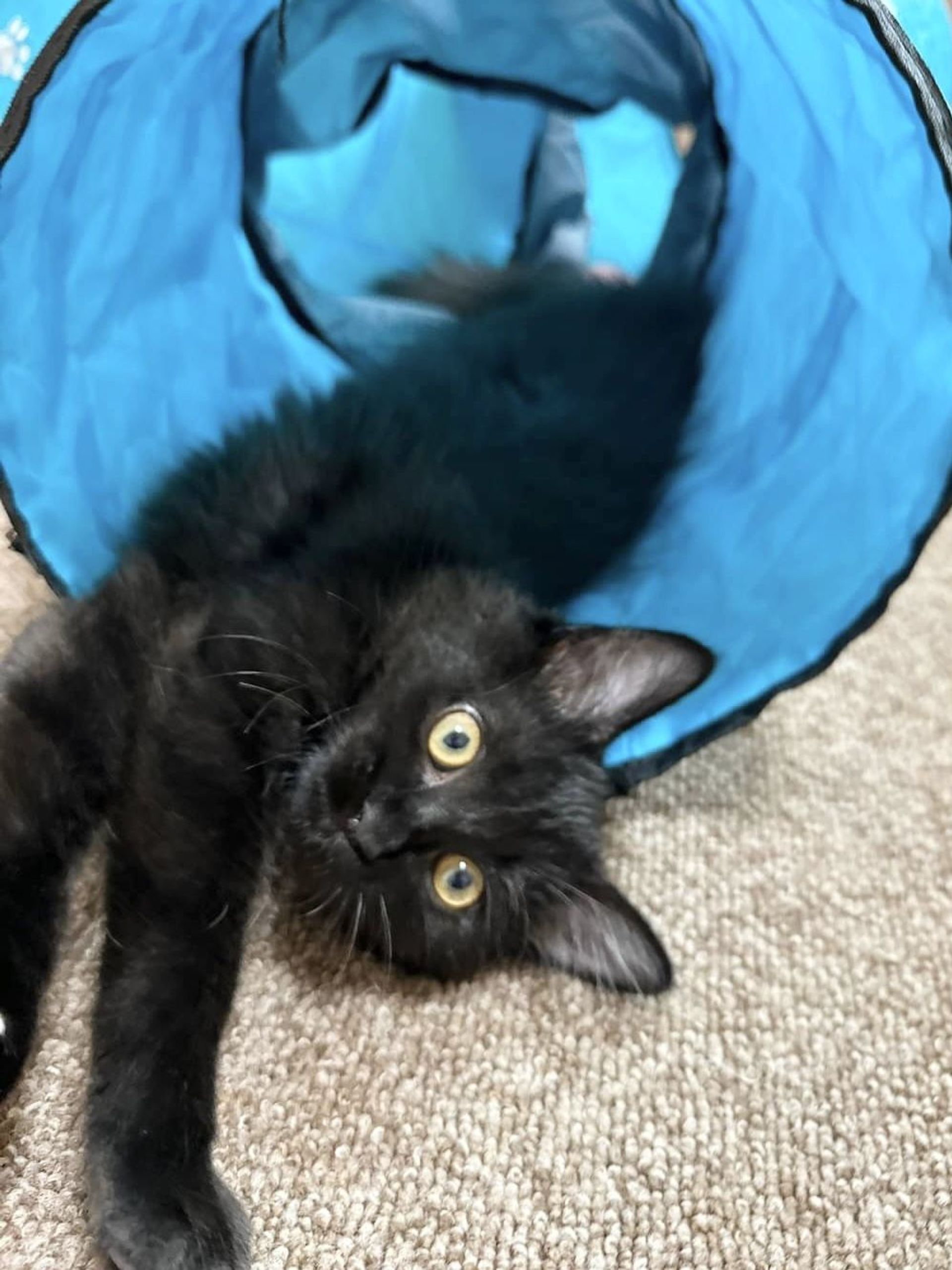 雑種（ミックス猫）・メスの里親募集の写真