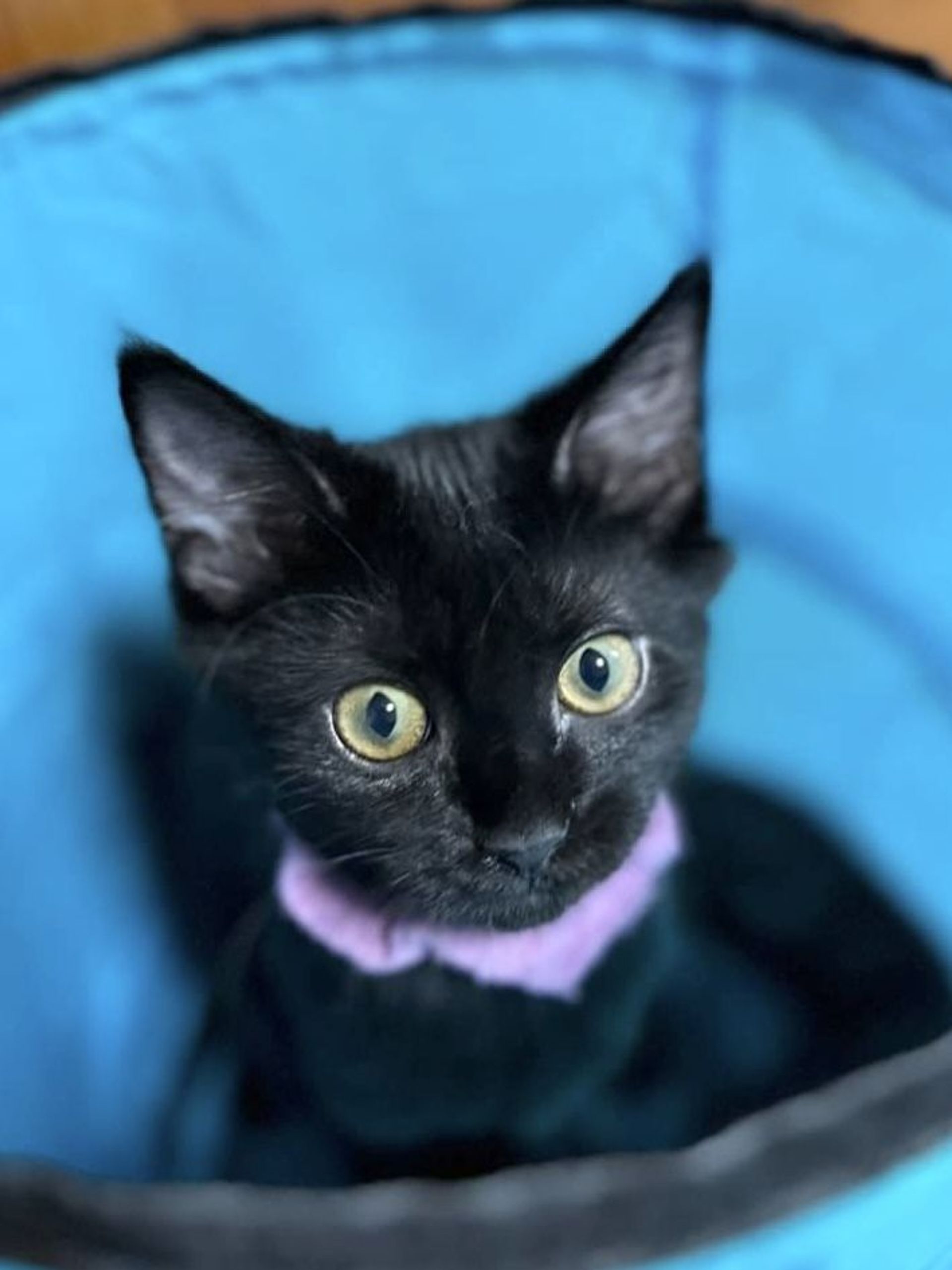 雑種（ミックス猫）・メスの里親募集の写真