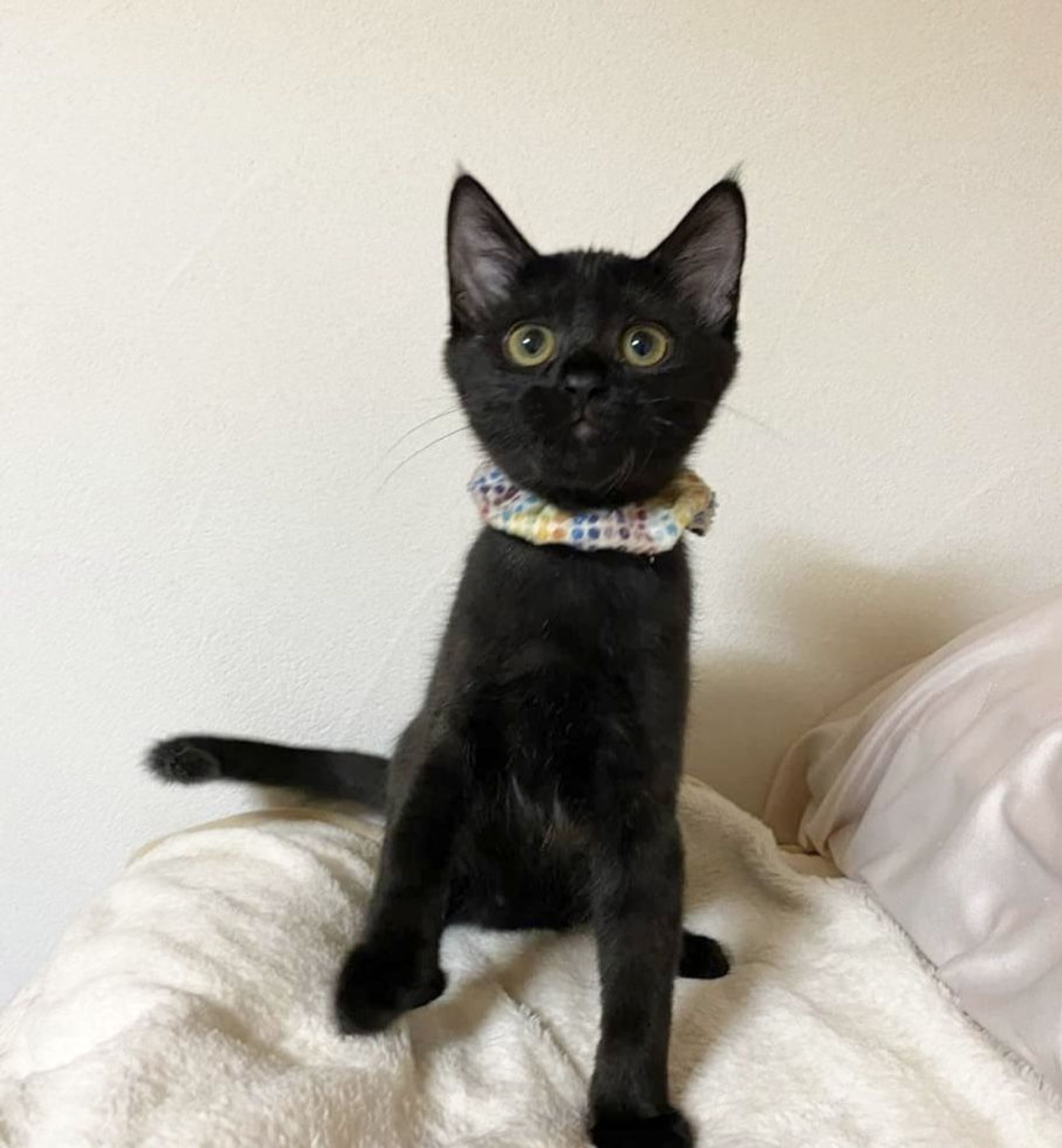 雑種（ミックス猫）・メスの里親募集の写真