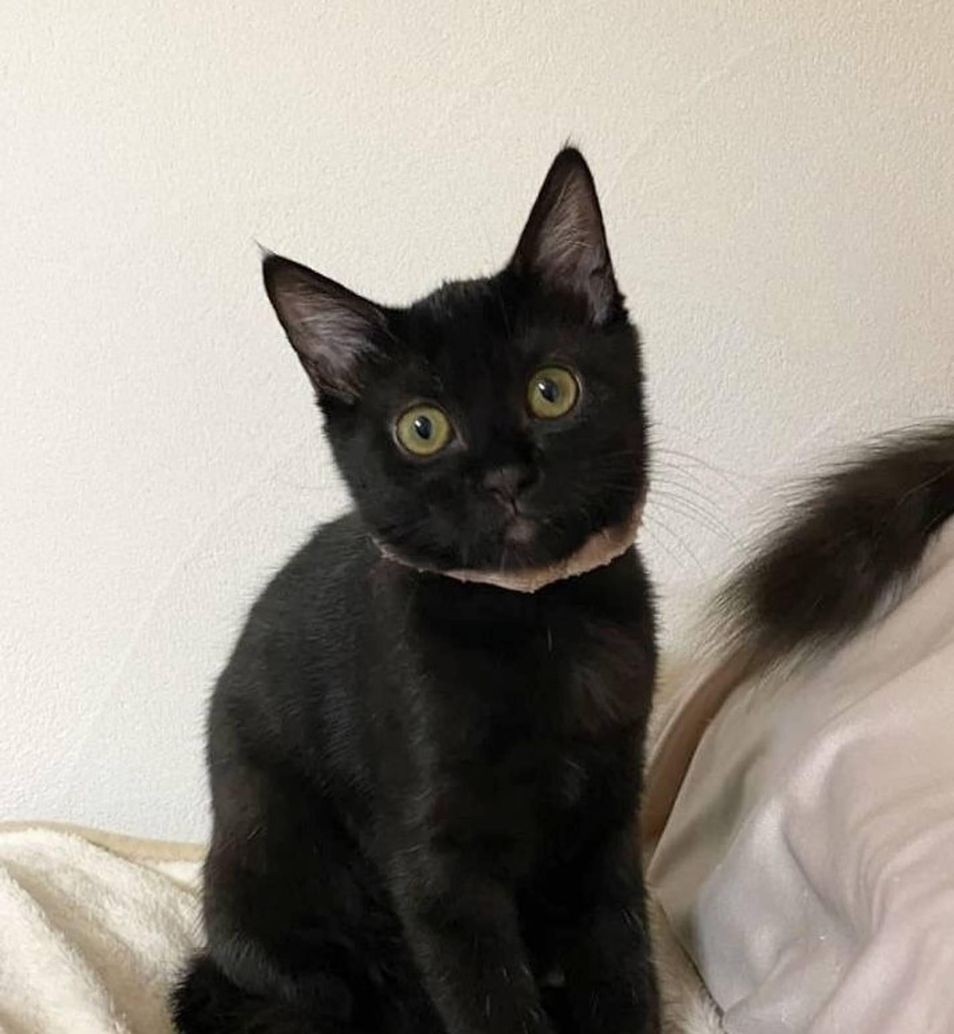 雑種（ミックス猫）・メスの里親募集の写真