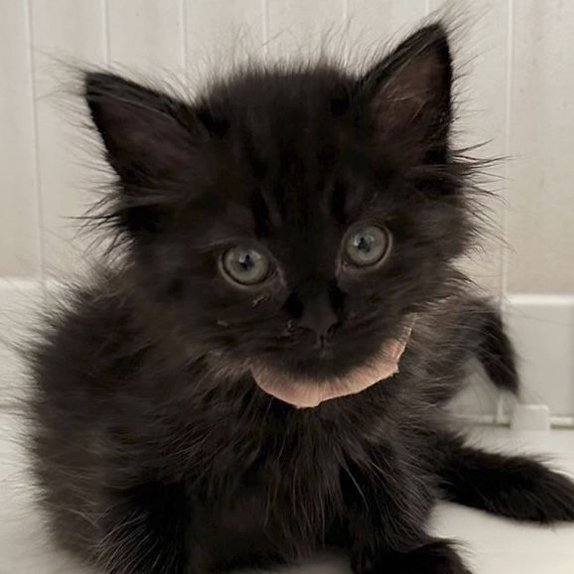 雑種（ミックス猫）・メスの里親募集の写真