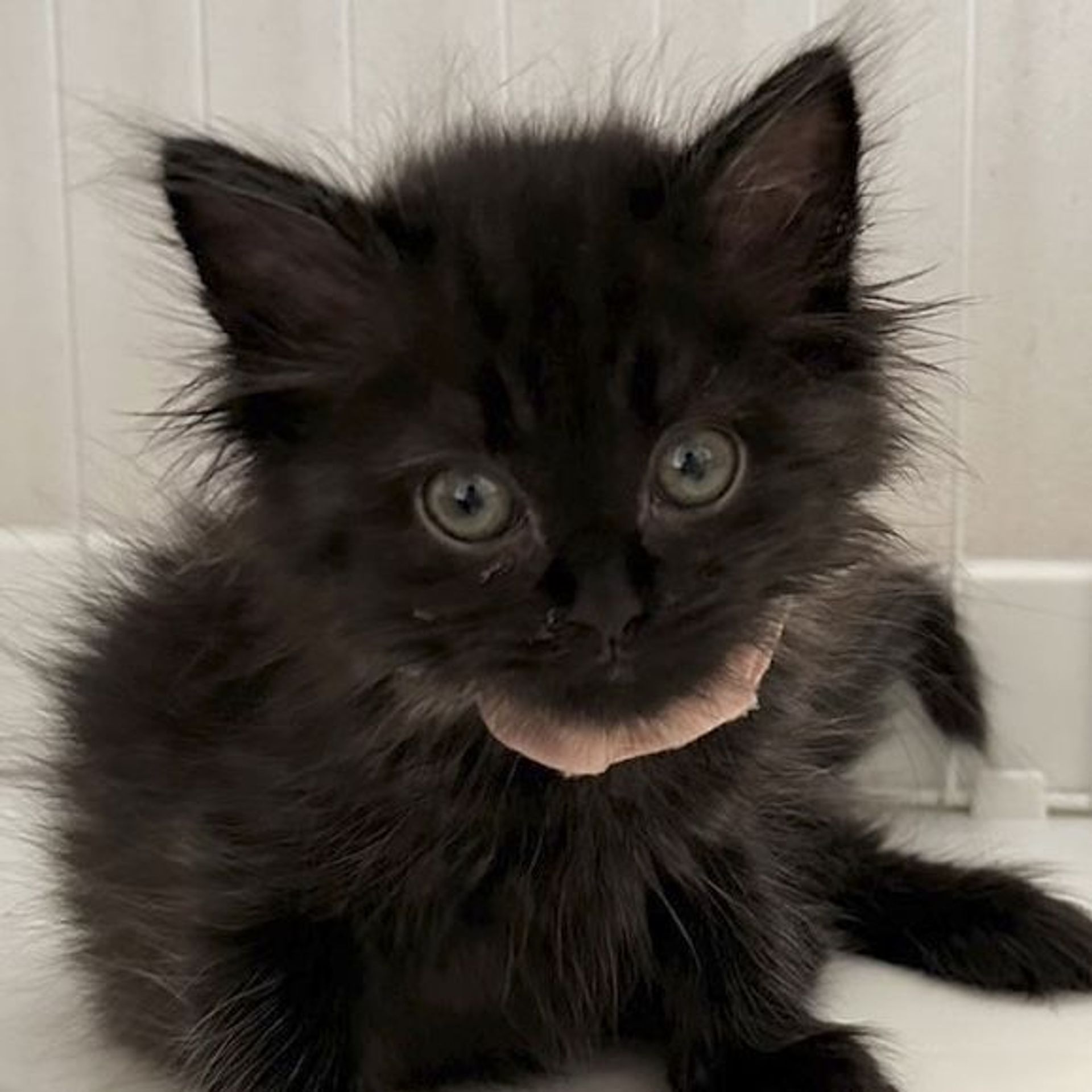雑種（ミックス猫）・メスの里親募集の写真
