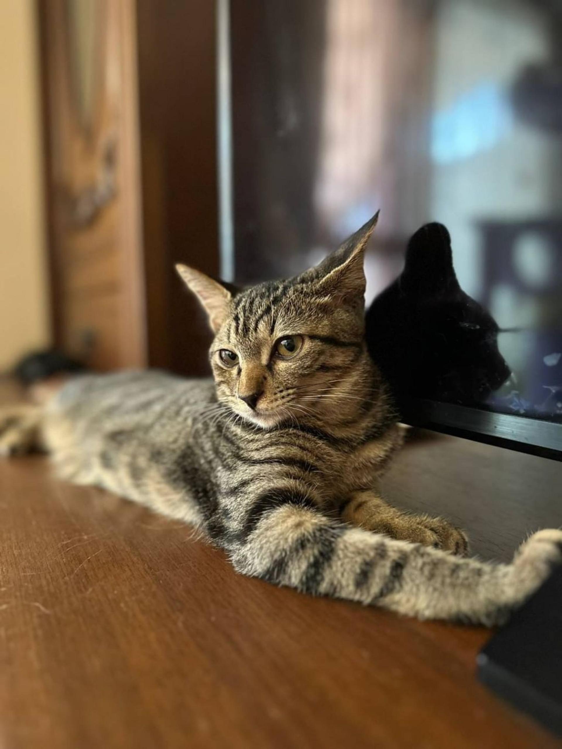pet-image-4