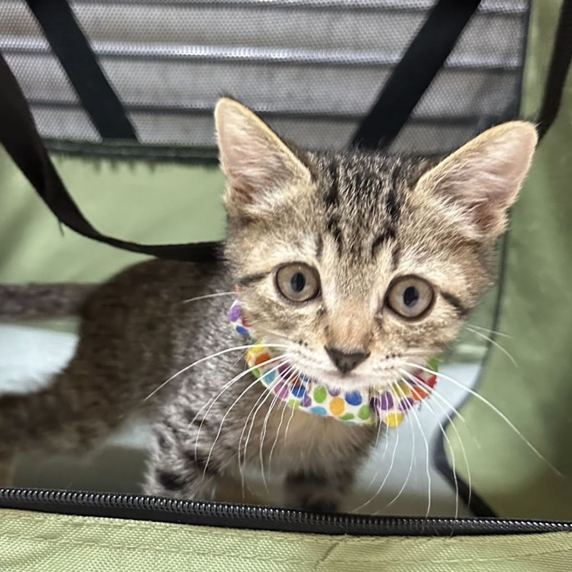 雑種（ミックス猫）・メスの里親募集の写真