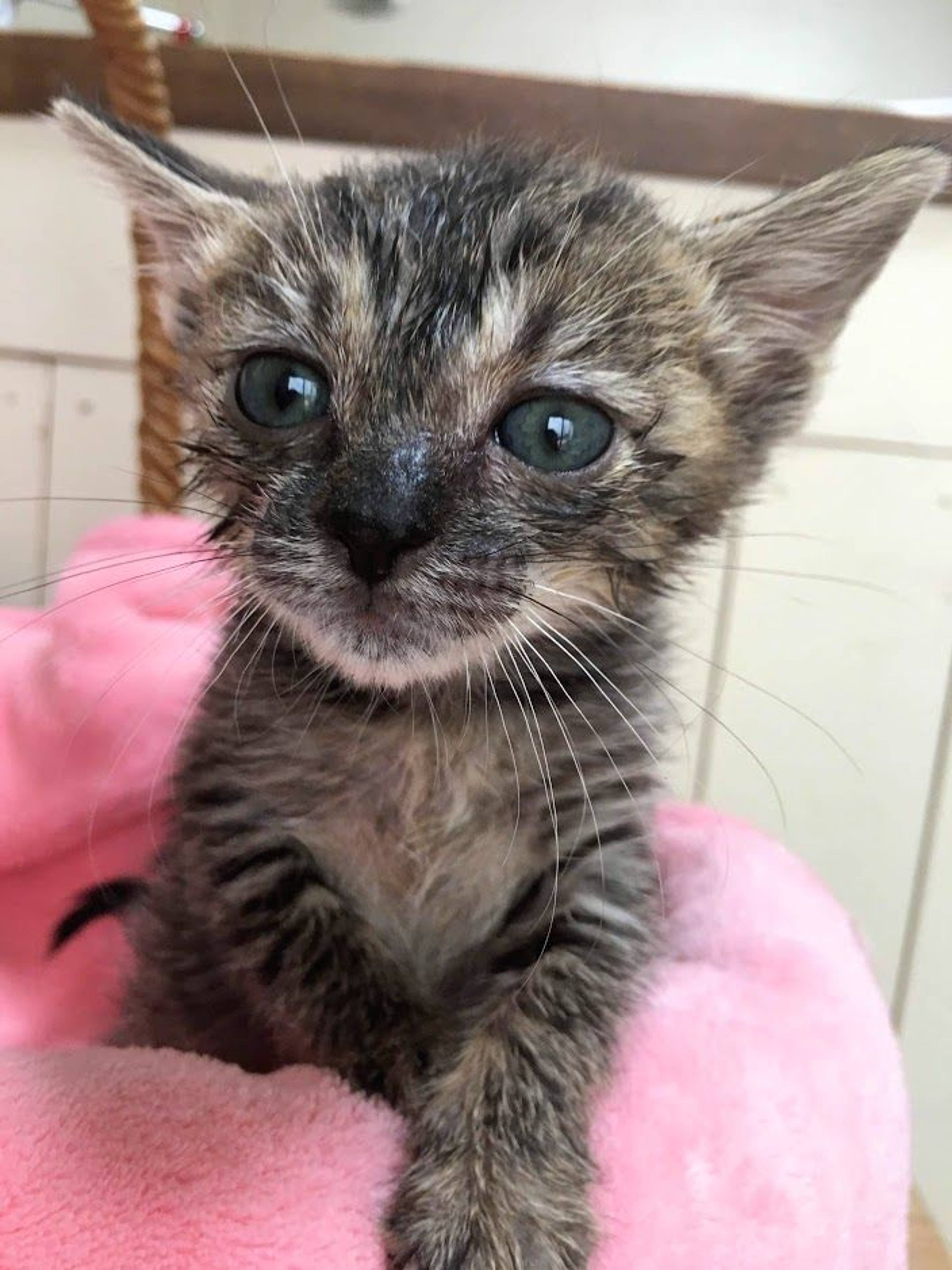 雑種（ミックス猫）・メスの里親募集の写真