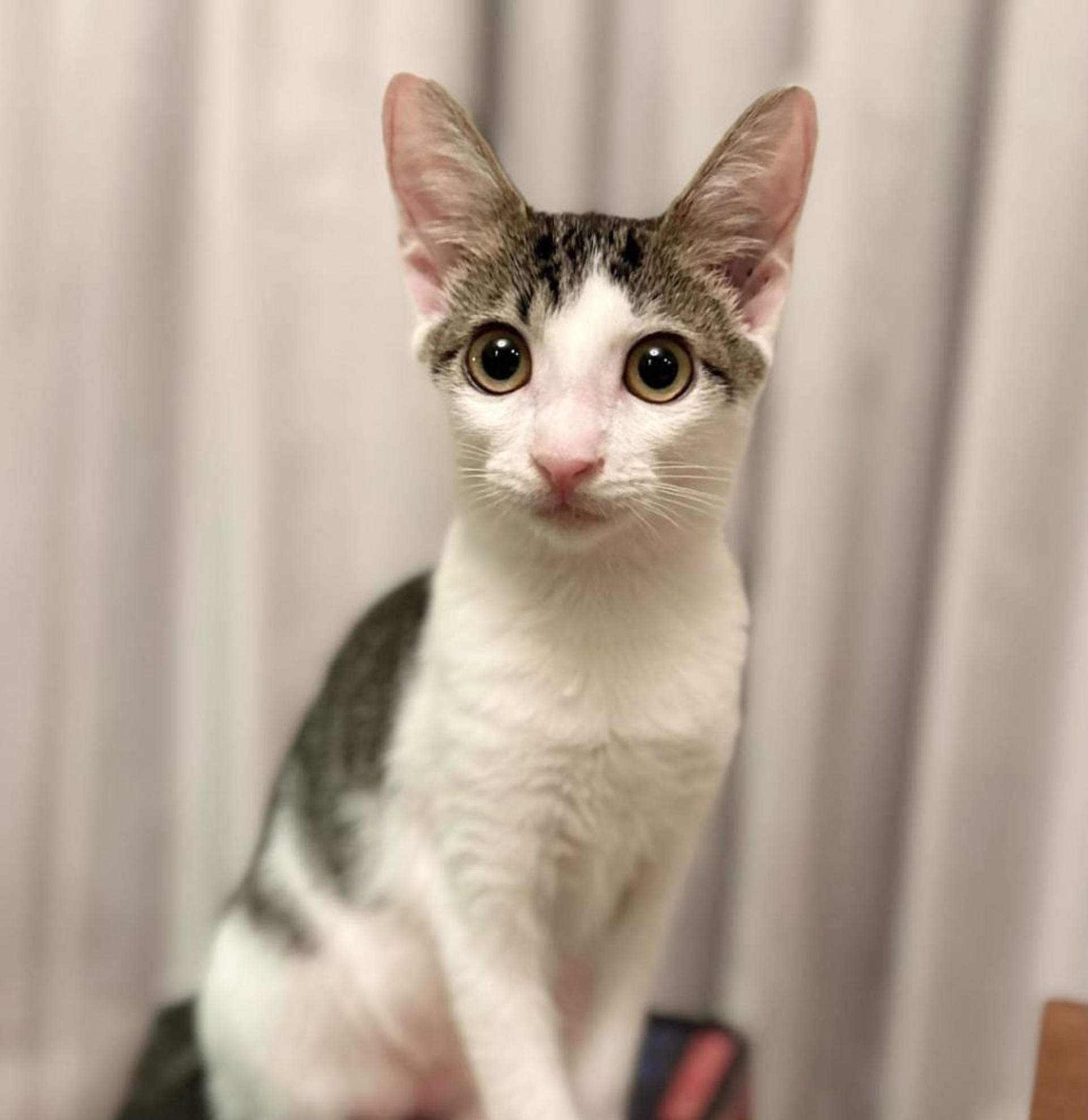 pet-image-3