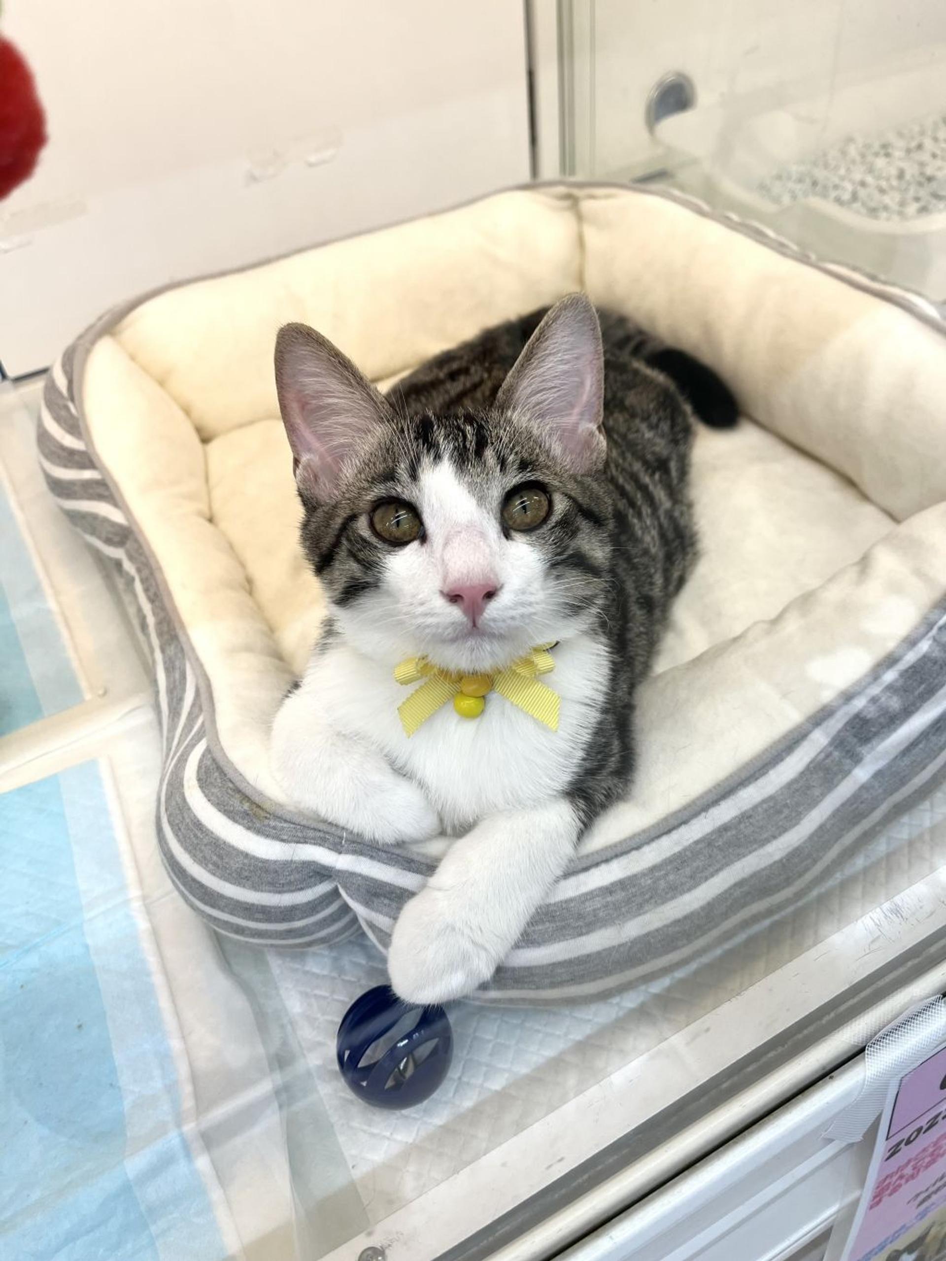 pet-image-3
