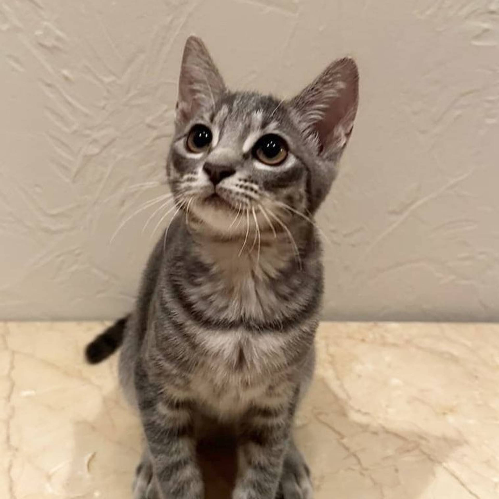 雑種（ミックス猫）・メスの里親募集の写真