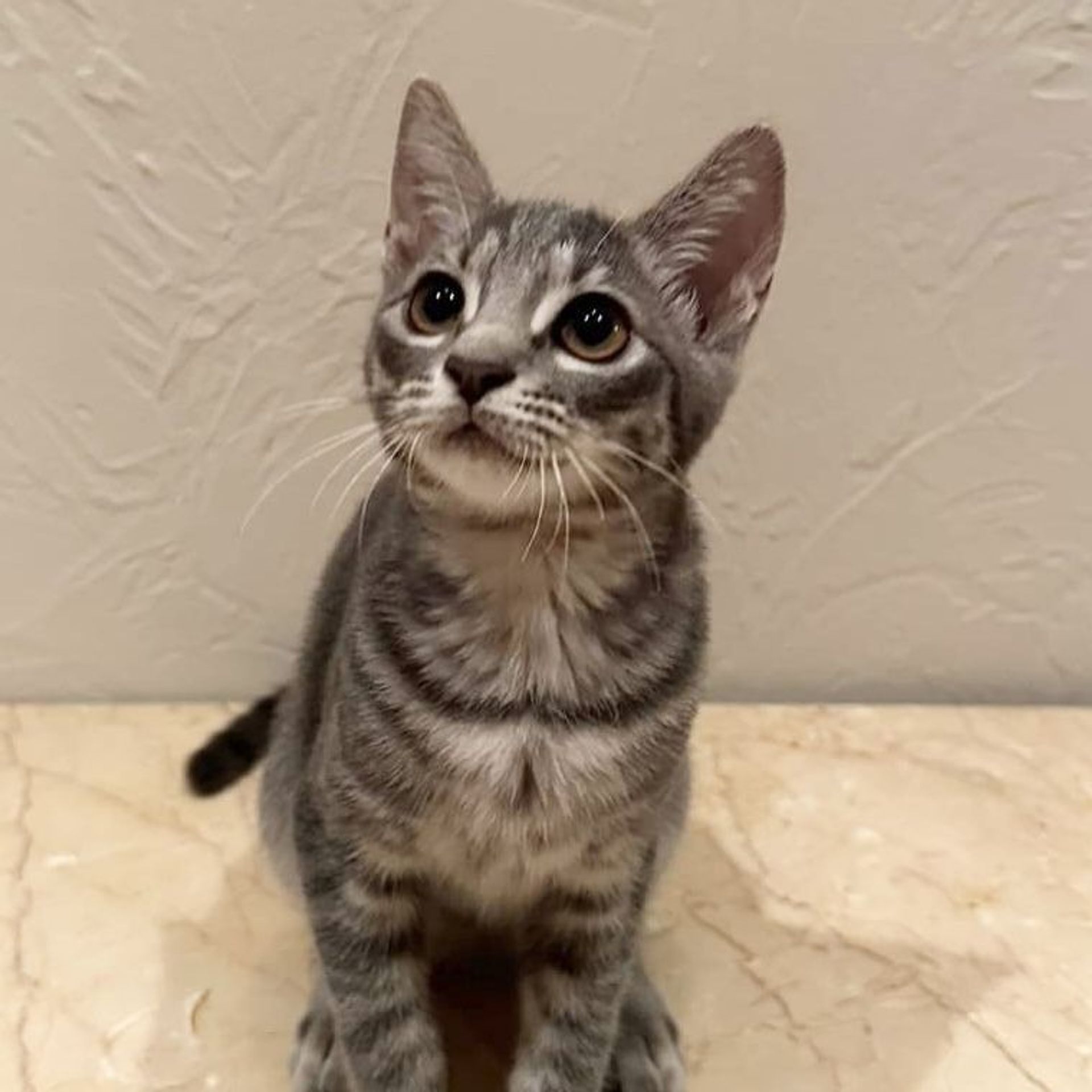 雑種（ミックス猫）・メスの里親募集の写真