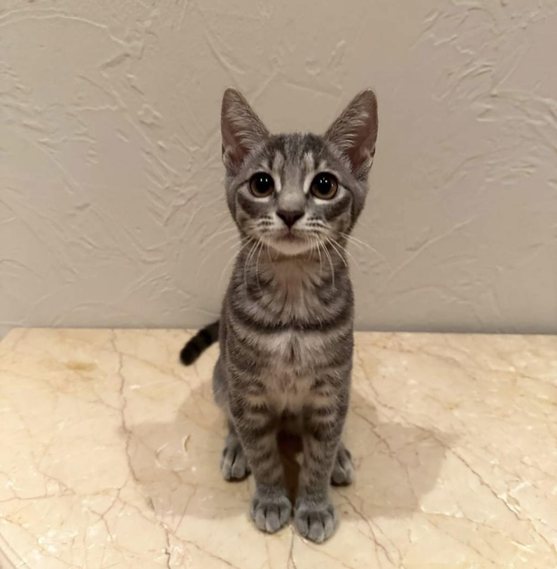 pet-image-2