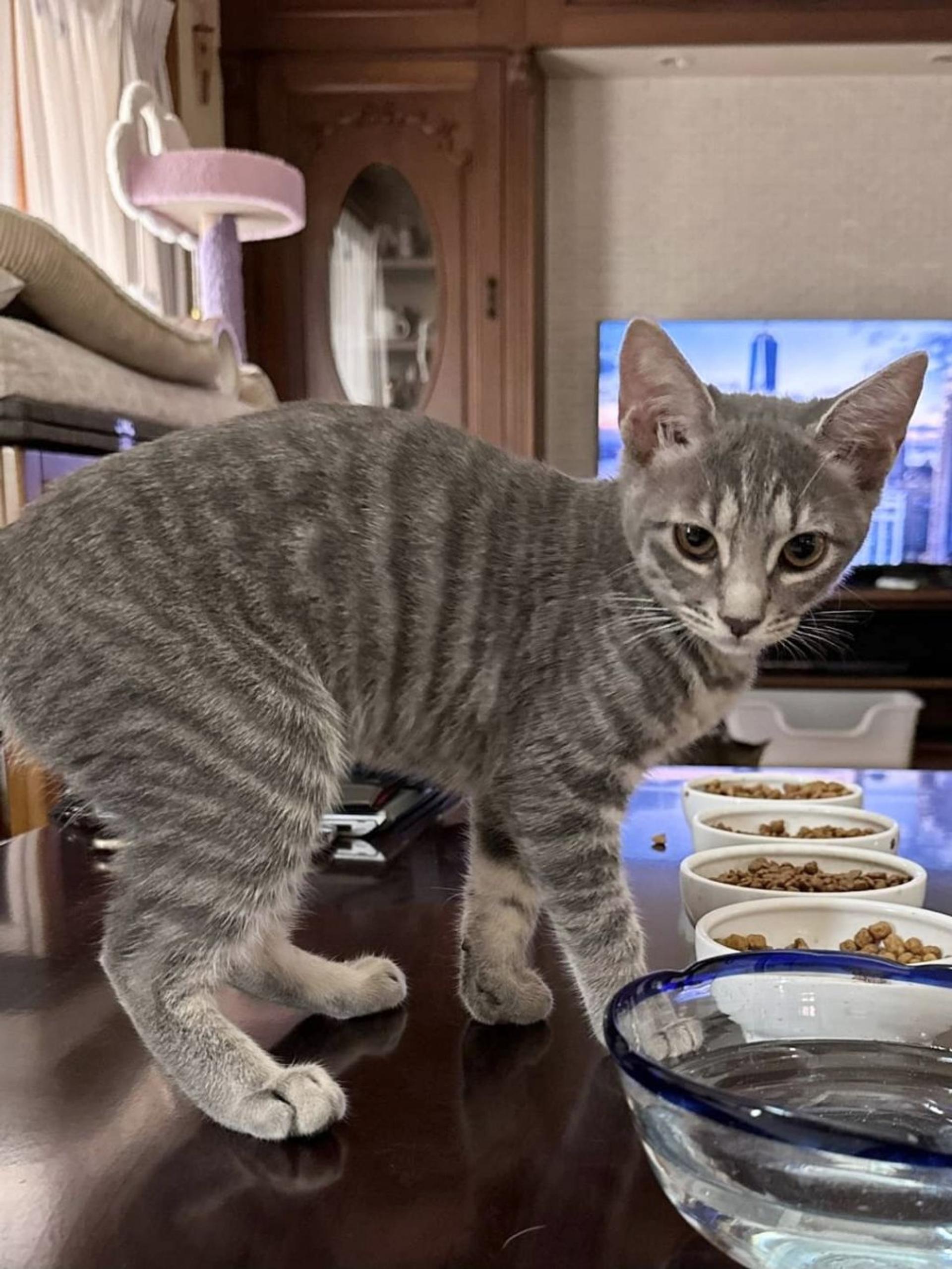 pet-image-3