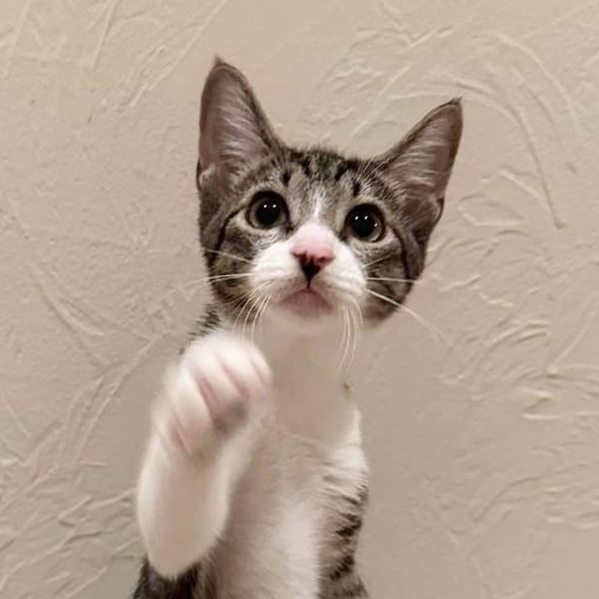 雑種（ミックス猫）・メスの里親募集の写真